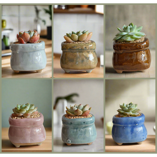 Set of Succulent Glaze Square Pots - Gift Favors in assorted colors