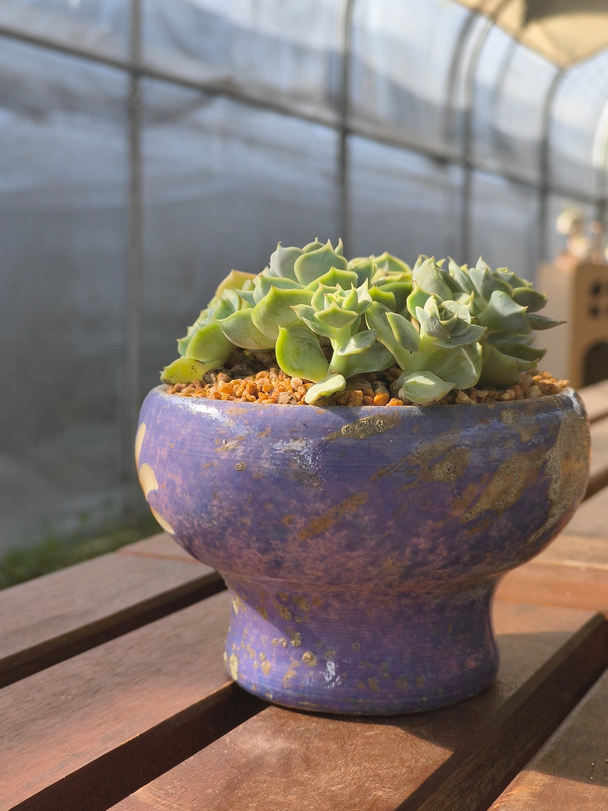 Succulent Moonlit Bloom Planter – Periwinkle Blue with Echeveria 'Blue Surprise' - SlowBloomGreens