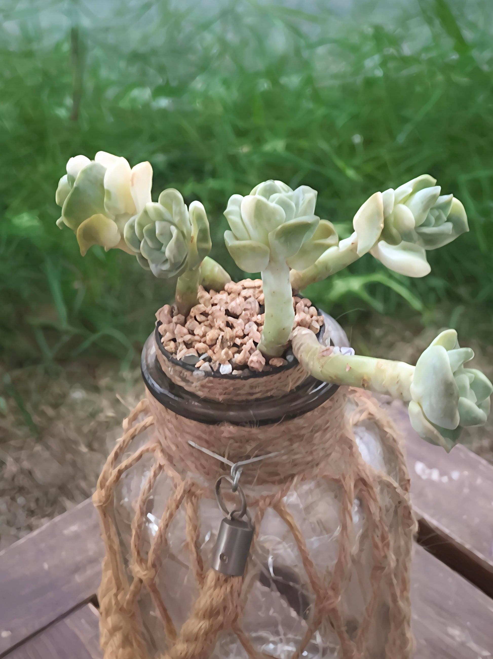 Succulent Retro Hemp Rope Vase - Graptoveria 'Lovely Rose' - SlowBloomGreens