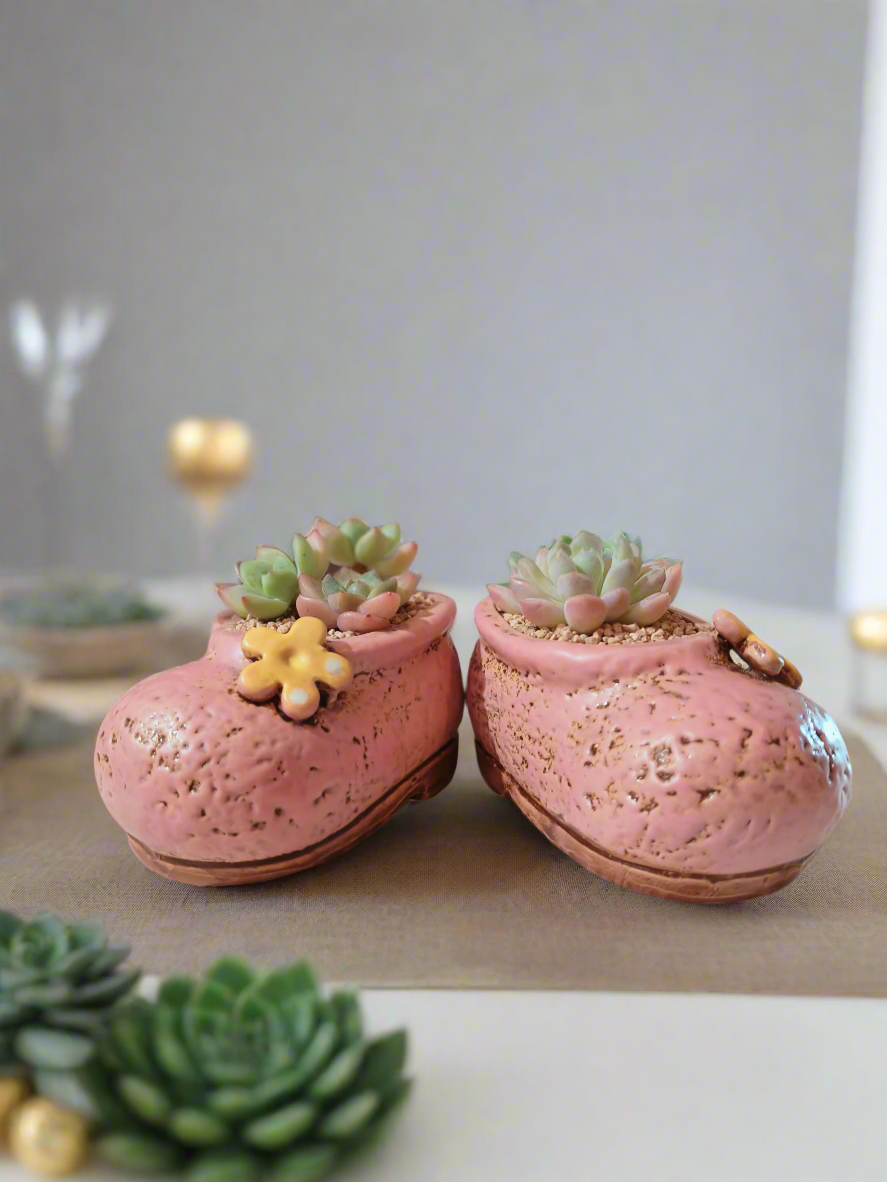 Succulent Mary Jane Charm Pastel Pink – Pachyphytum Cream Beauty - SlowBloomGreens