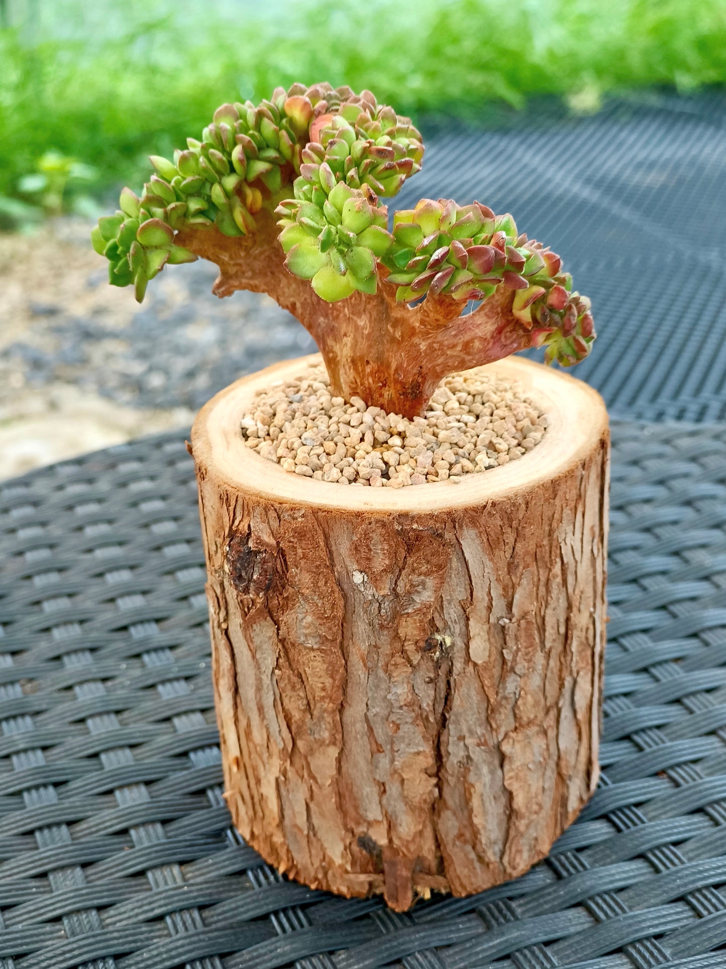 Succulent Nature Log Planter - Crested Lety's Sedeveria