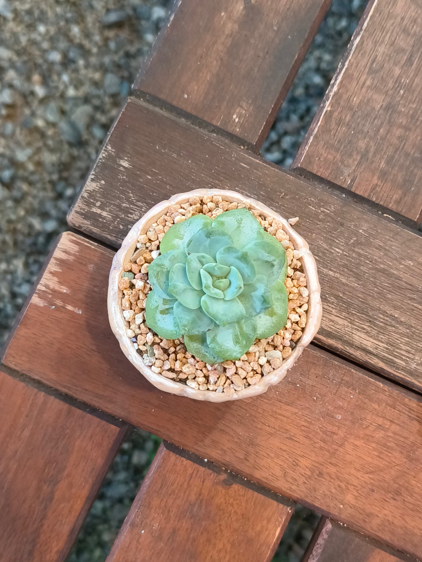 Succulent Peach-Teal Ombre Gloss Mini Planter – Echeveria 'Ice Green'