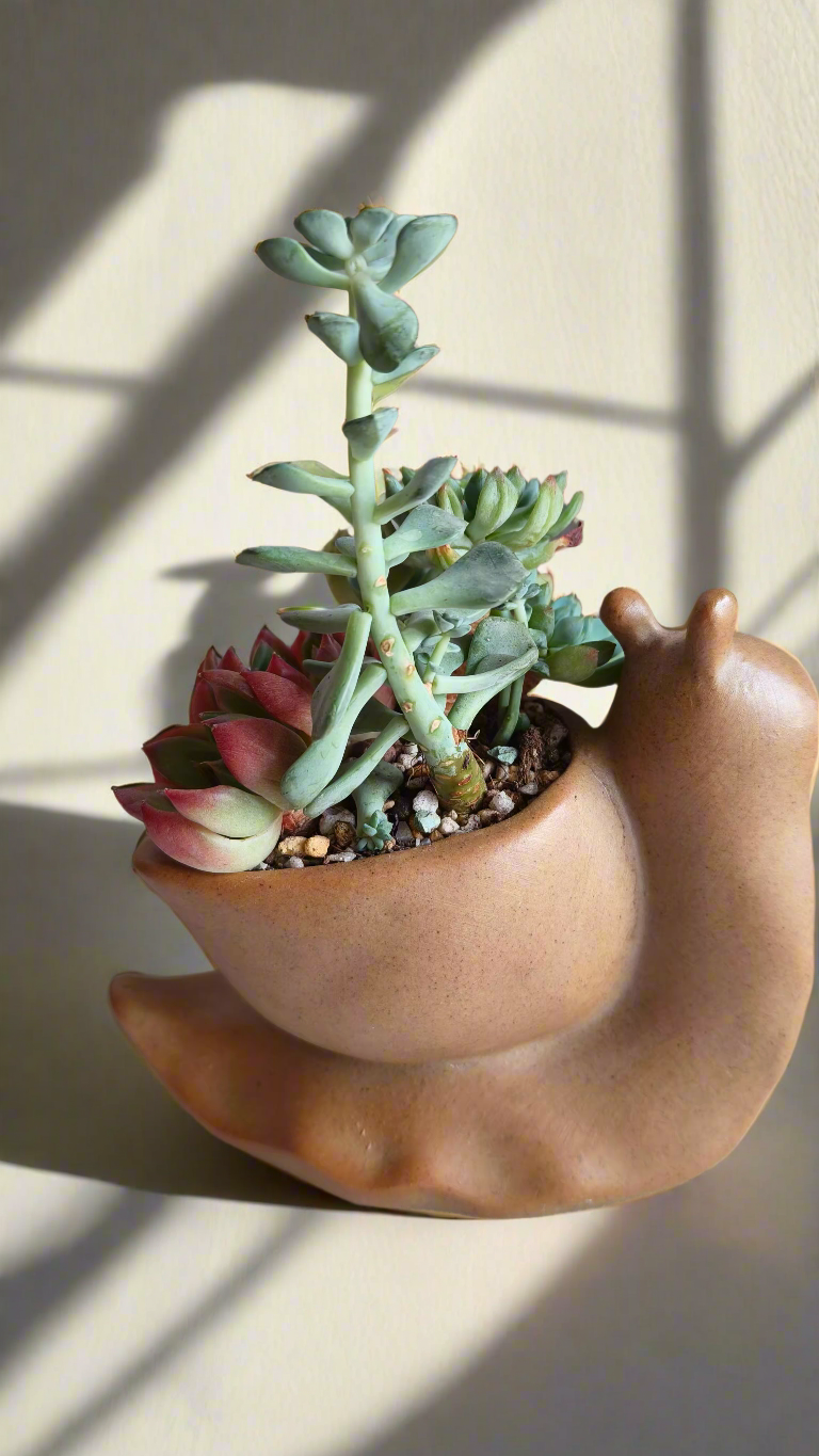 Succulent Snail Pot – Echeveria - SlowBloomGreens
