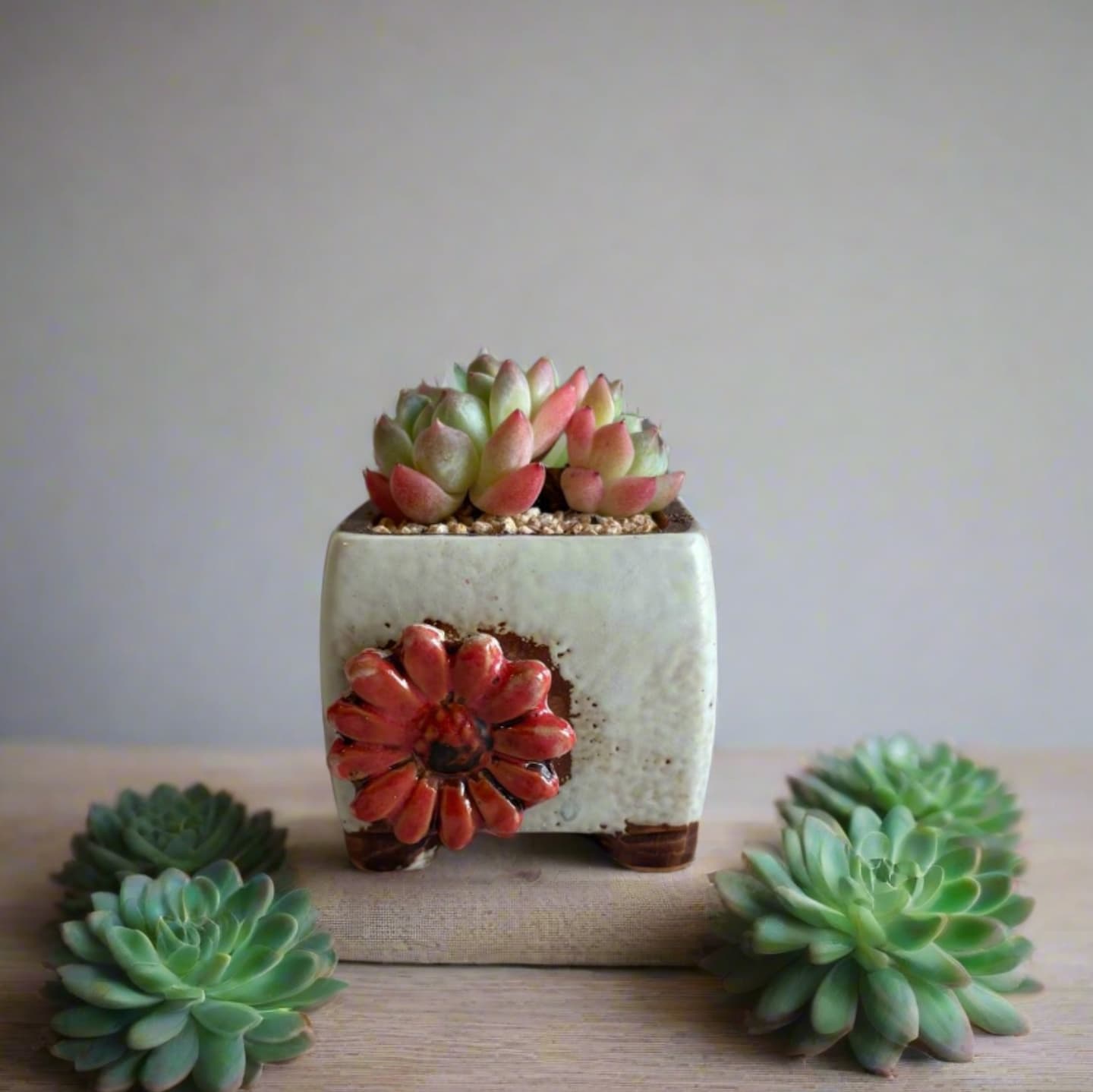 Succulent Ceramic Square Flowerpot White – Echeveria Suryeon - SlowBloomGreens