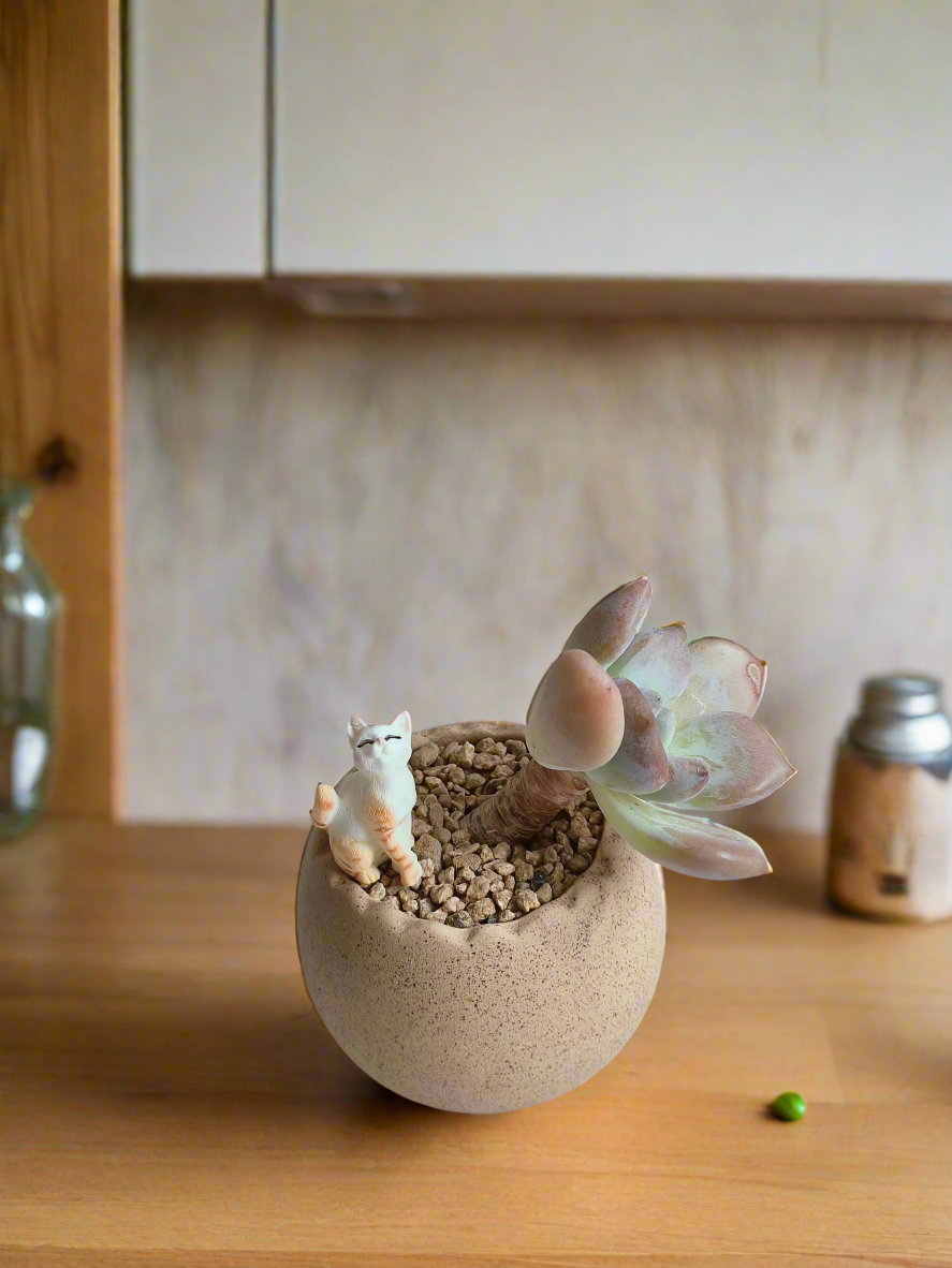 Succulent Egg Planter - Gift Favors (12 pack) - SlowBloomGreens