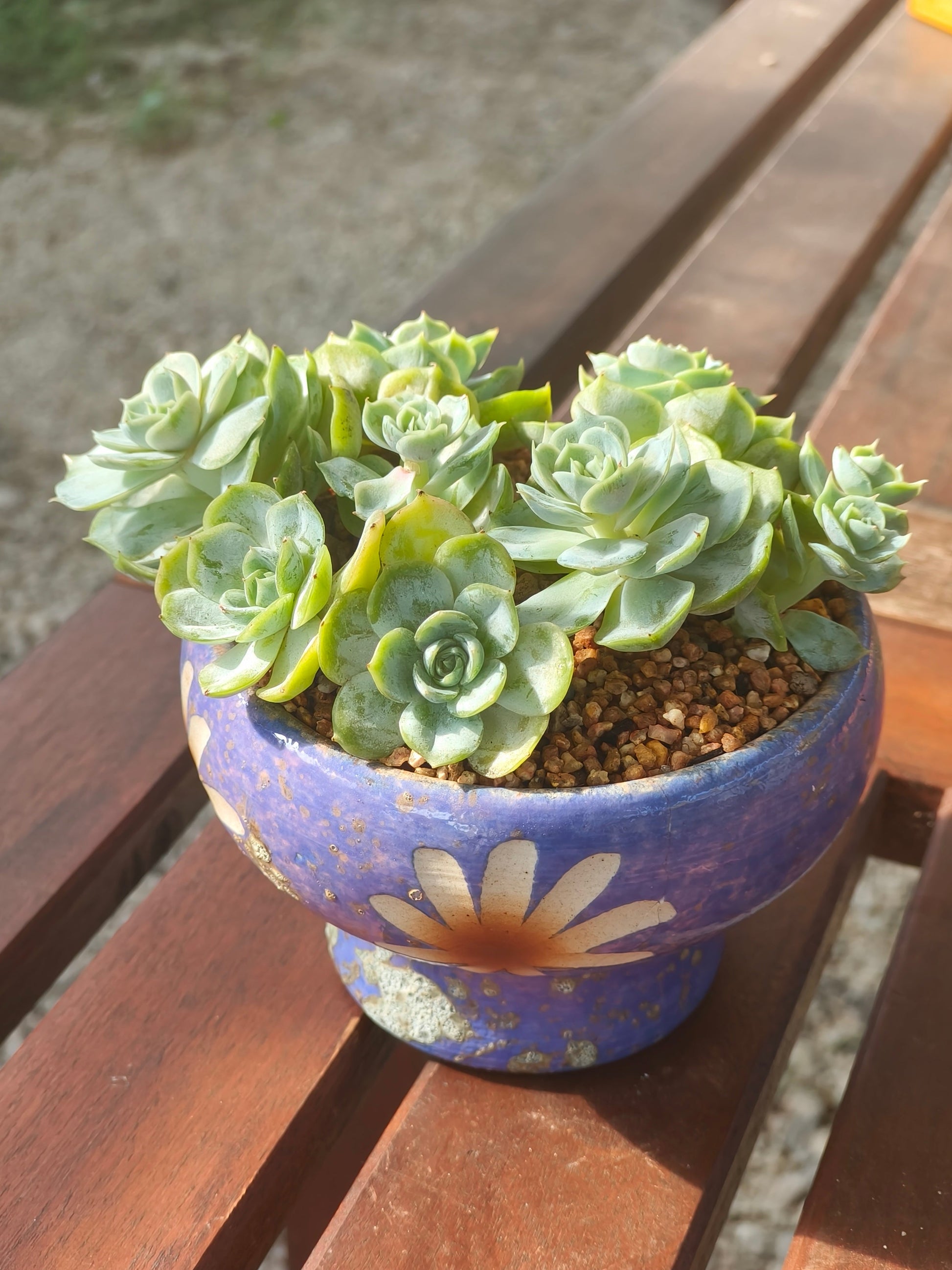 Succulent Moonlit Bloom Planter – Periwinkle Blue with Echeveria 'Blue Surprise' - SlowBloomGreens