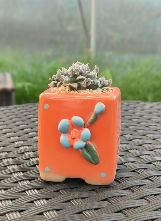 Succulent Floral Charm Orange Mini Planter – Echeveria 'Cubic Frost' (Botle tree)