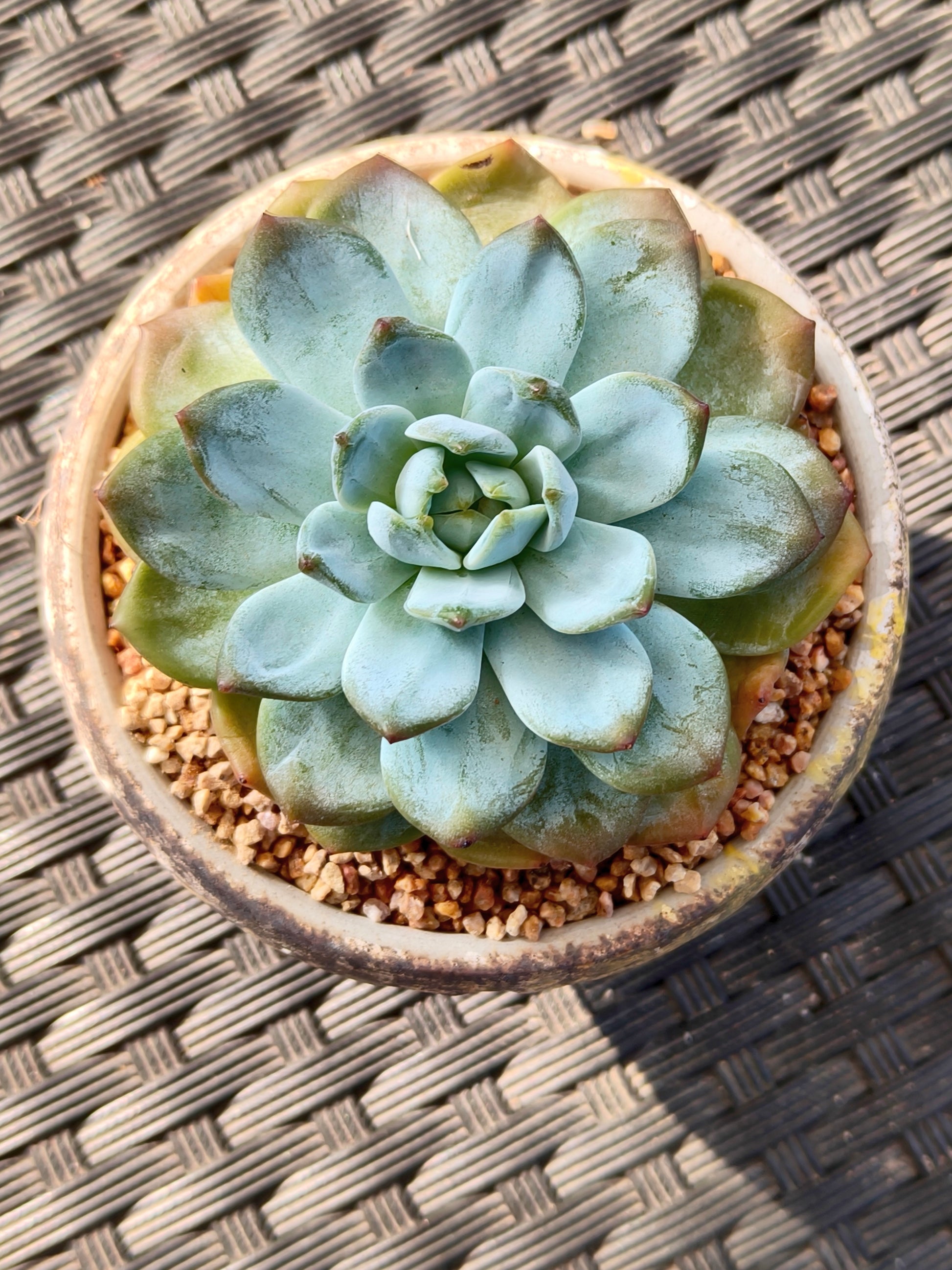Succulent Moonlit Bloom Planter – Desert Gold with Echeveria Orange Monroe - SlowBloomGreens