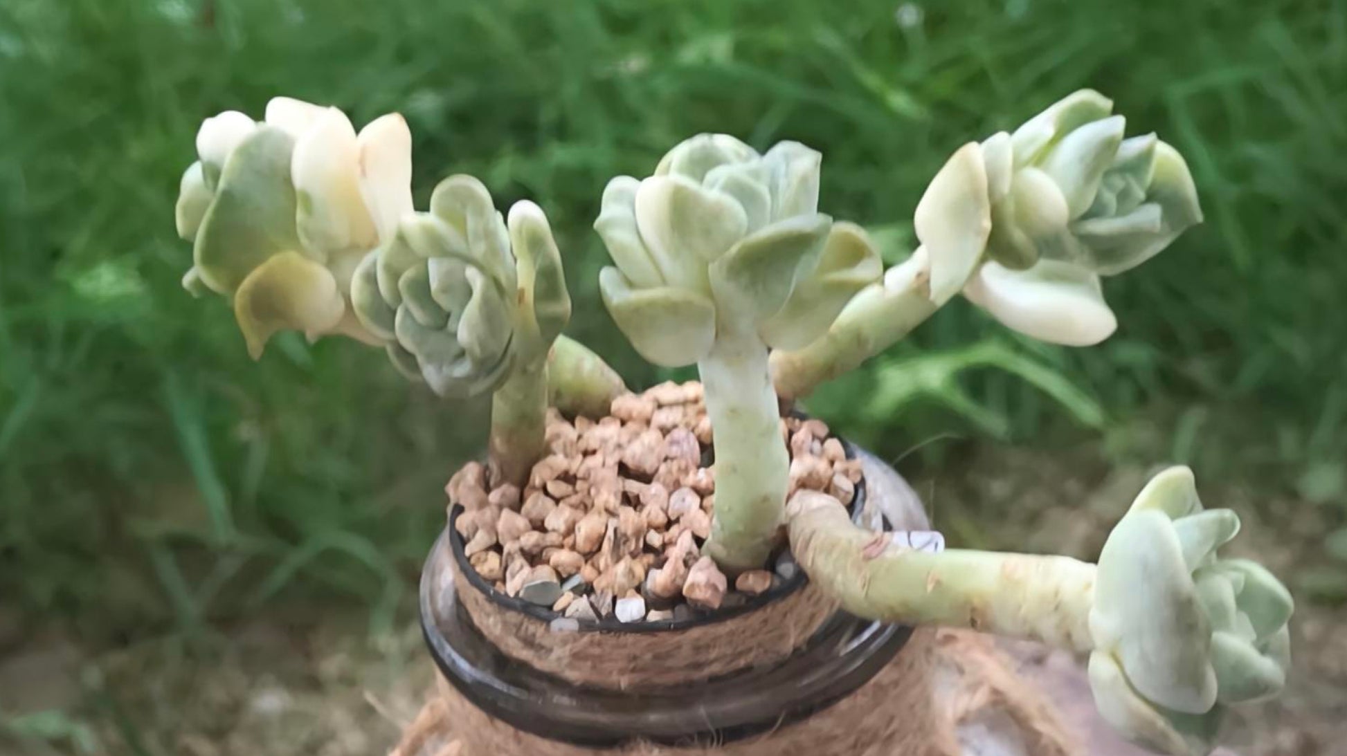 Succulent Retro Hemp Rope Vase - Graptoveria 'Lovely Rose' - SlowBloomGreens