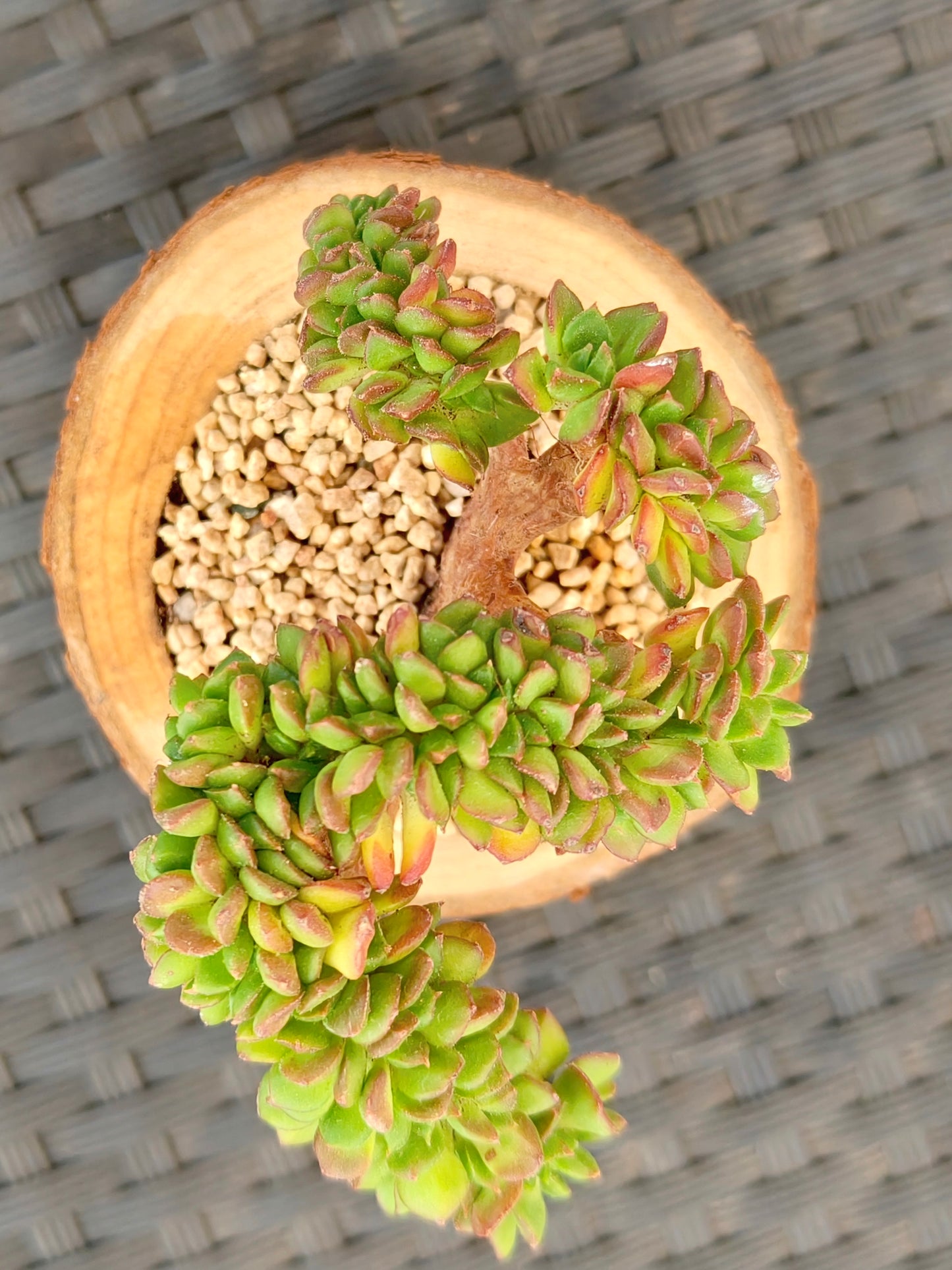 Succulent Nature Log Planter - Crested Lety's Sedeveria