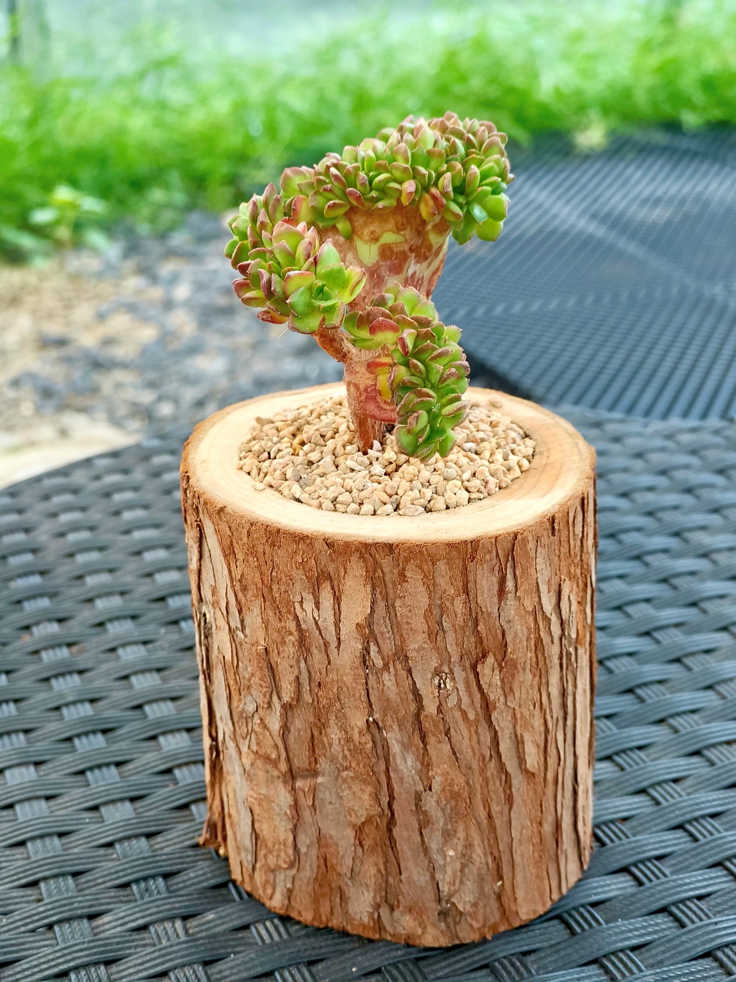 Succulent Nature Log Planter - Crested Lety's Sedeveria