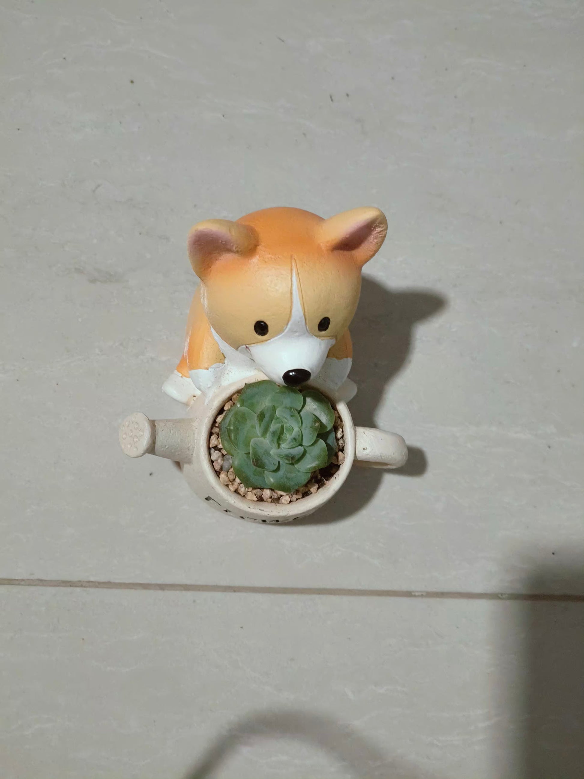 Succulent Charming Corgi - Echeveria Ice Green - SlowBloomGreens