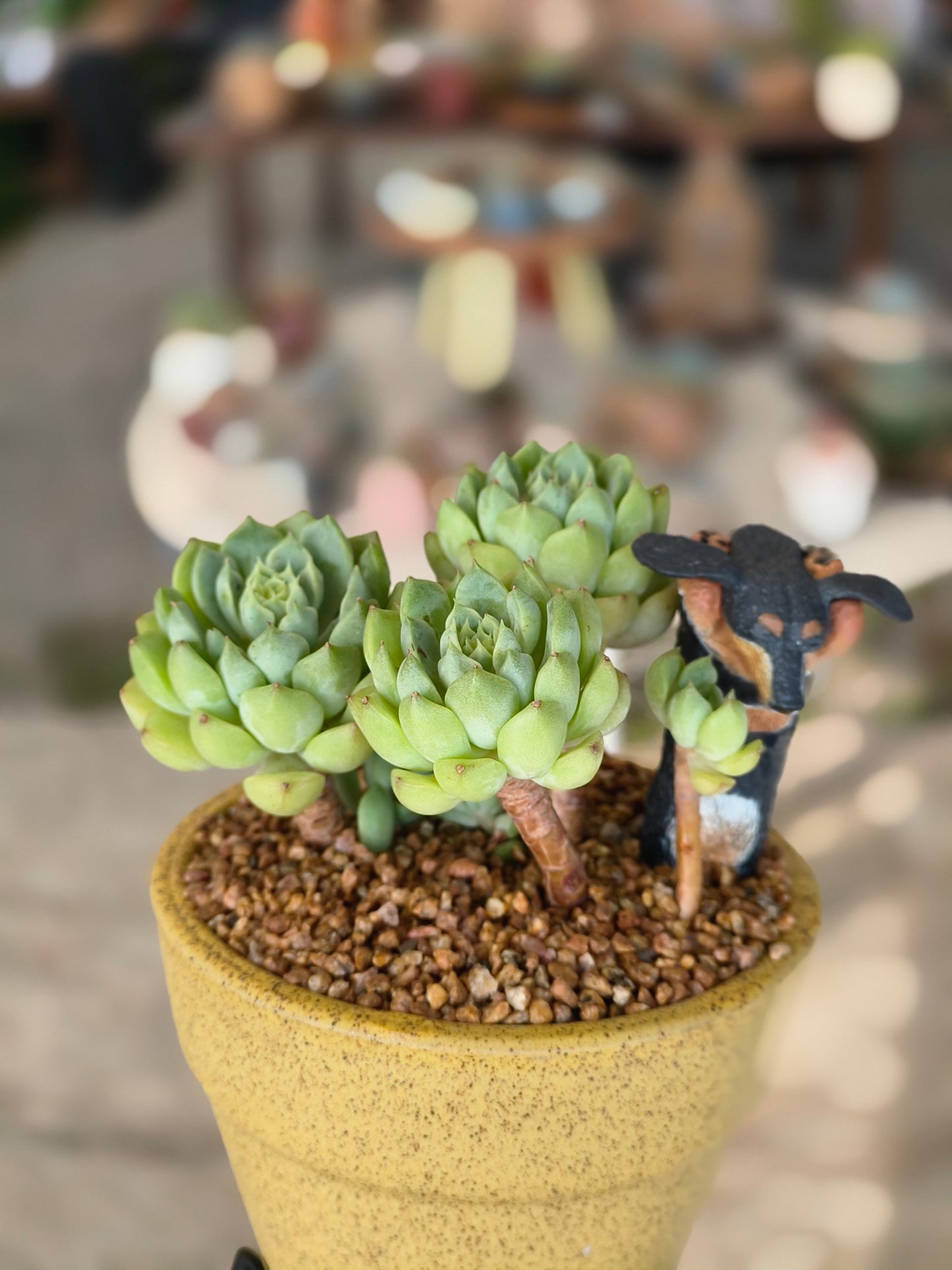 Succulent Speckled Terracotta Yellow Planter (with dauchund) – Echeveria Chilli & Lime