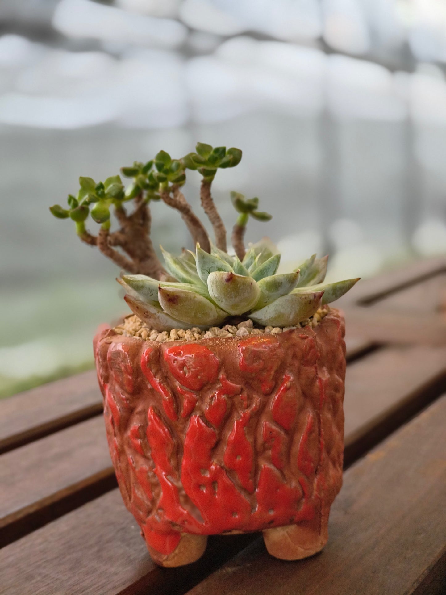Succulent Rustica Ceramic Red – Handcrafted Succulents - SlowBloomGreens