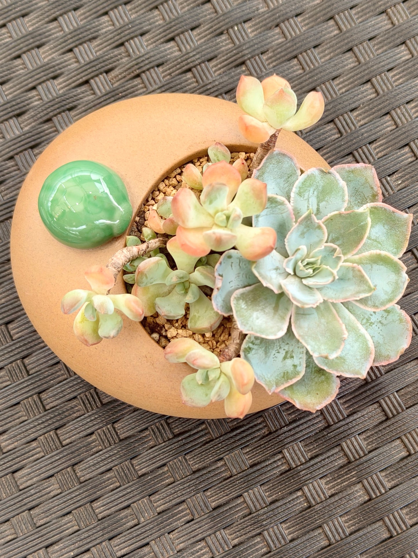 Succulent Seven-Spotted Ladybug Planter – Handcrafted Succulents