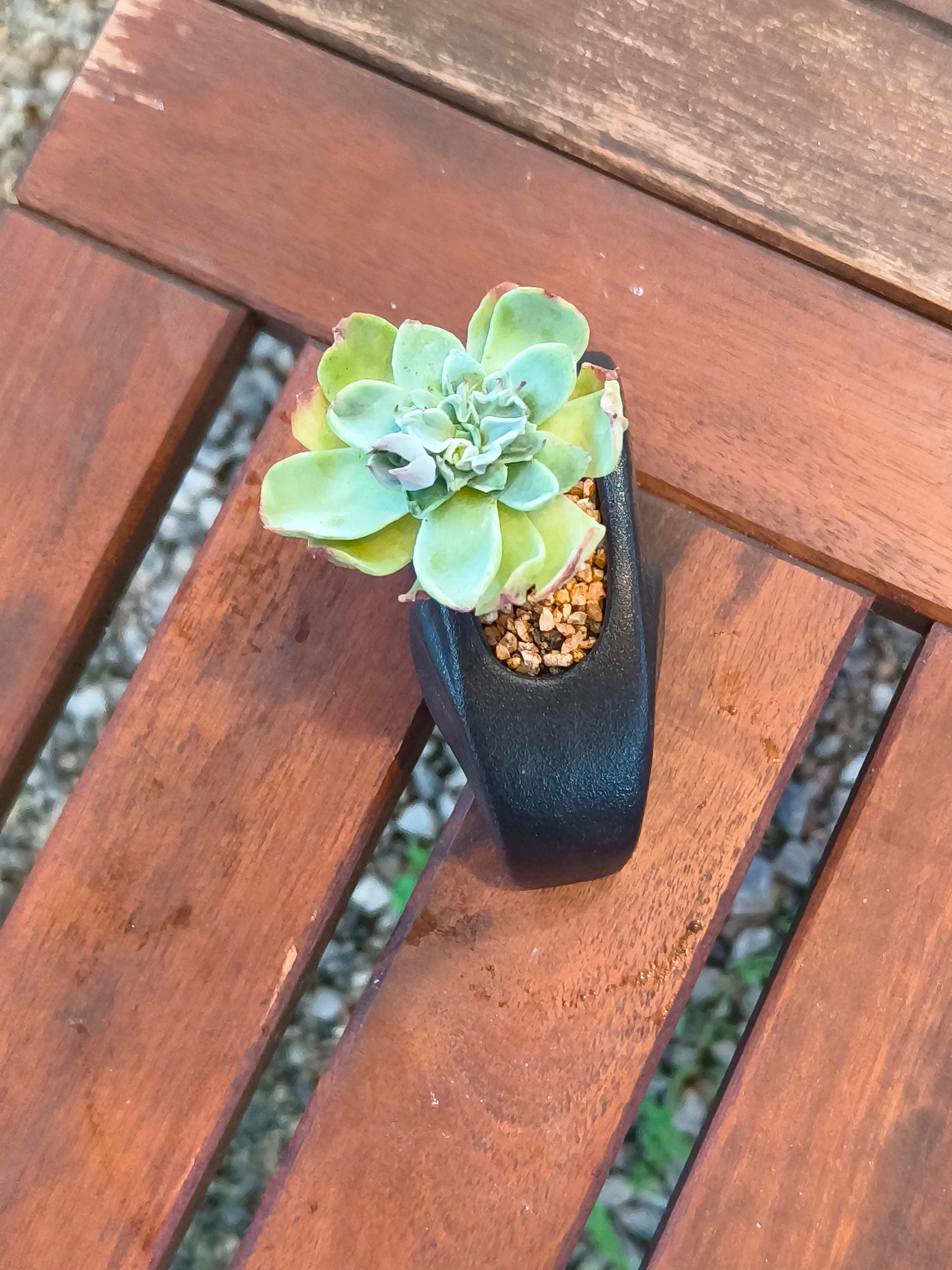 Succulent Petite Black Elephant Planter - Echeveria Elegans - SlowBloomGreens