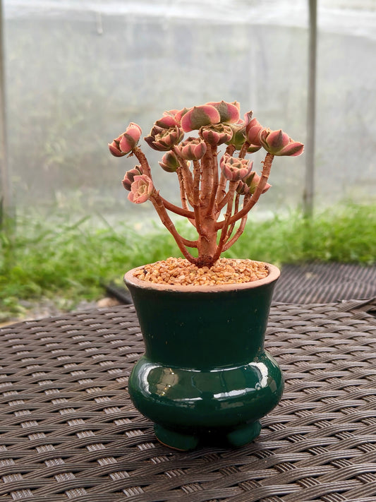 Succulent Rustica Emerald Planter - Aeonium 'Sunburst' - SlowBloomGreens