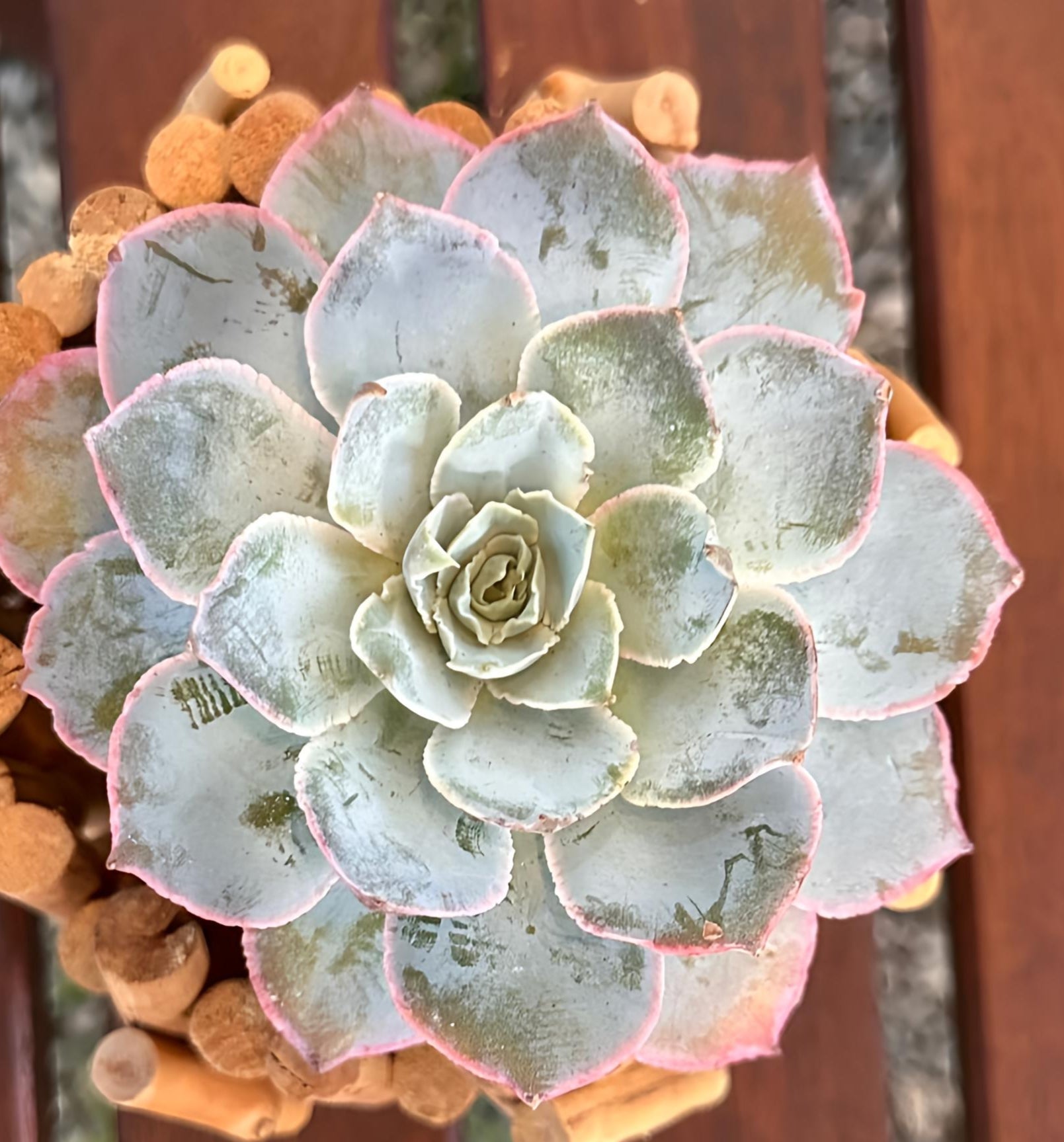 Succulent Starter Planter - Peacock Echeveria