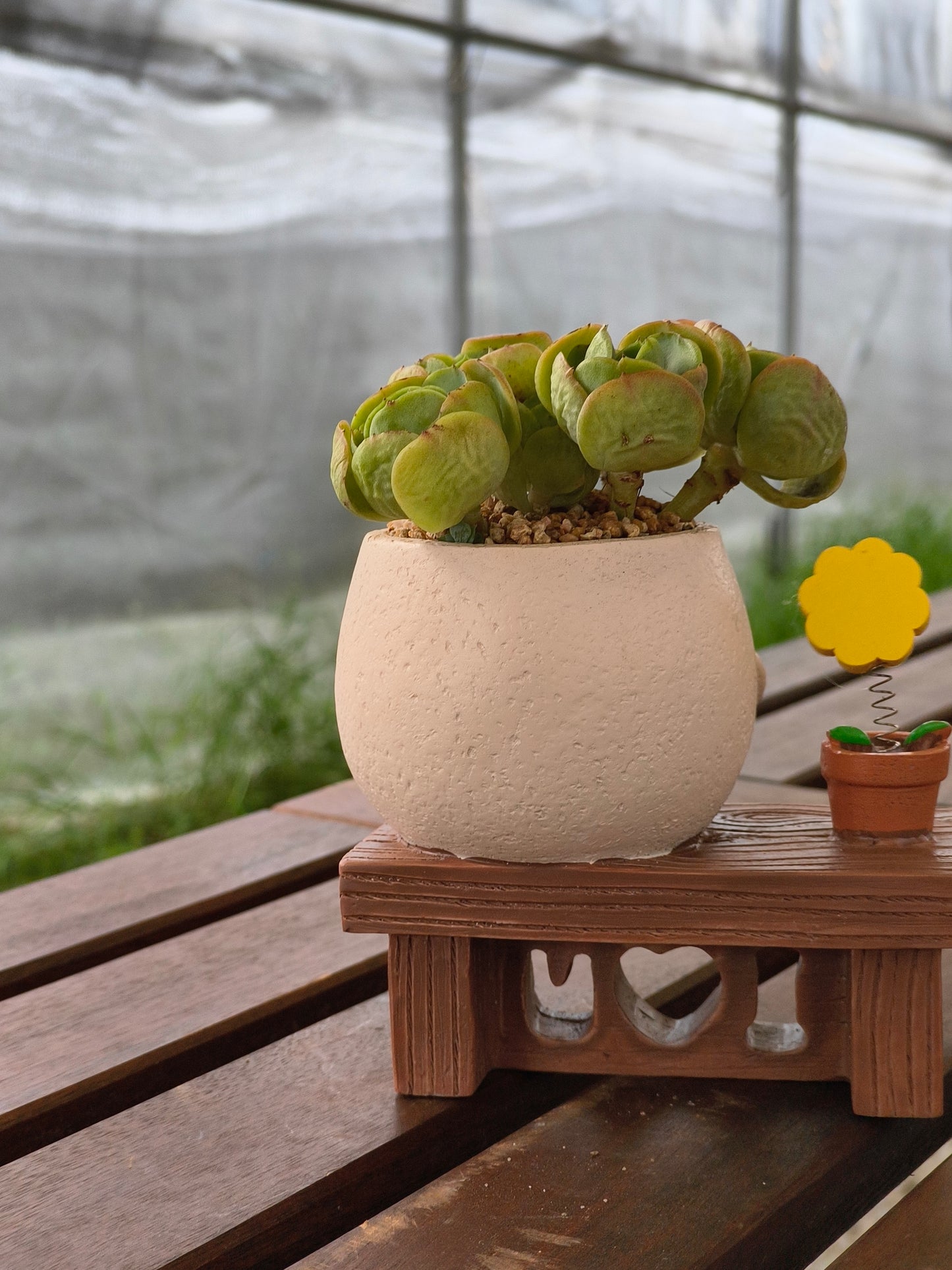 Succulent Love Note Planter π with Echeveria 'Peach Pride'