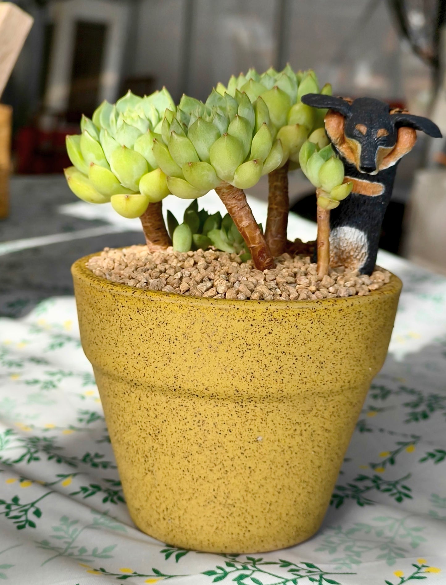 Succulent Speckled Terracotta Yellow Planter (with dauchund) – Echeveria Chilli & Lime