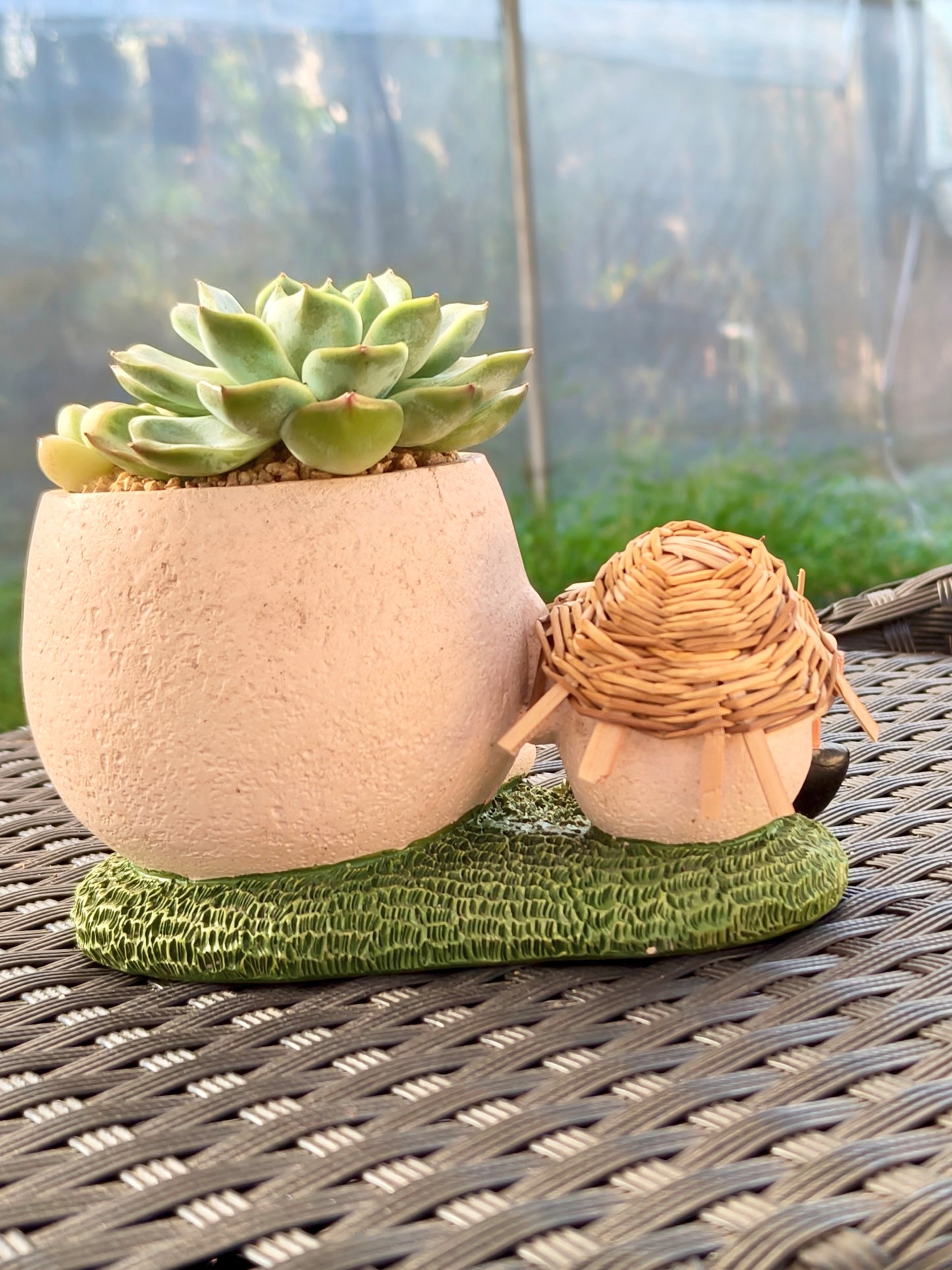 Succulent Buddies Planter - Echeveria+ 3 chubby Ice Green