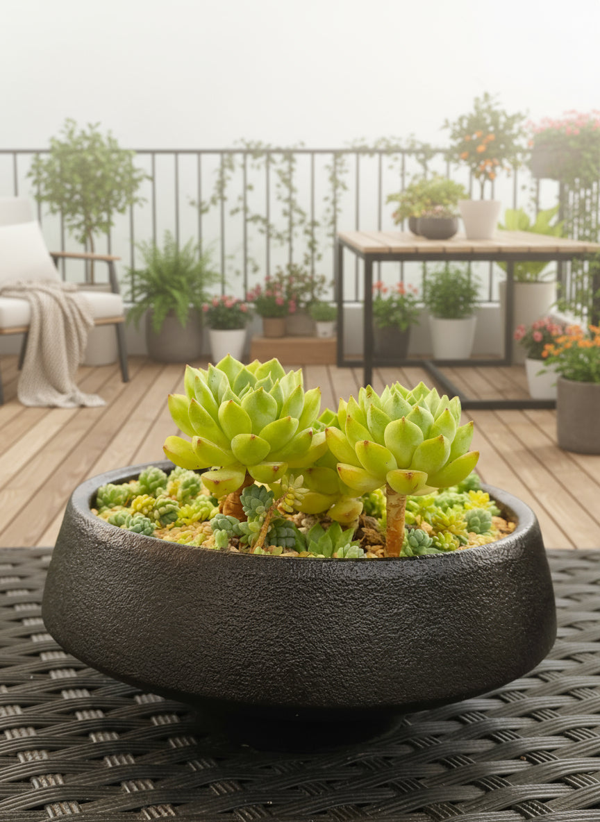 Succulent Classic Black Planter – Echeveria ‘Lime n Chili’ & Blue Tears Sedum - SlowBloomGreens