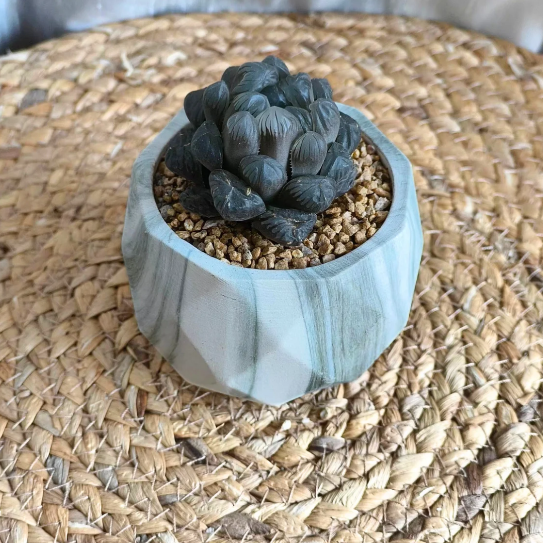 Succulent Classic Marble Earth Green Fern - SlowBloomGreens