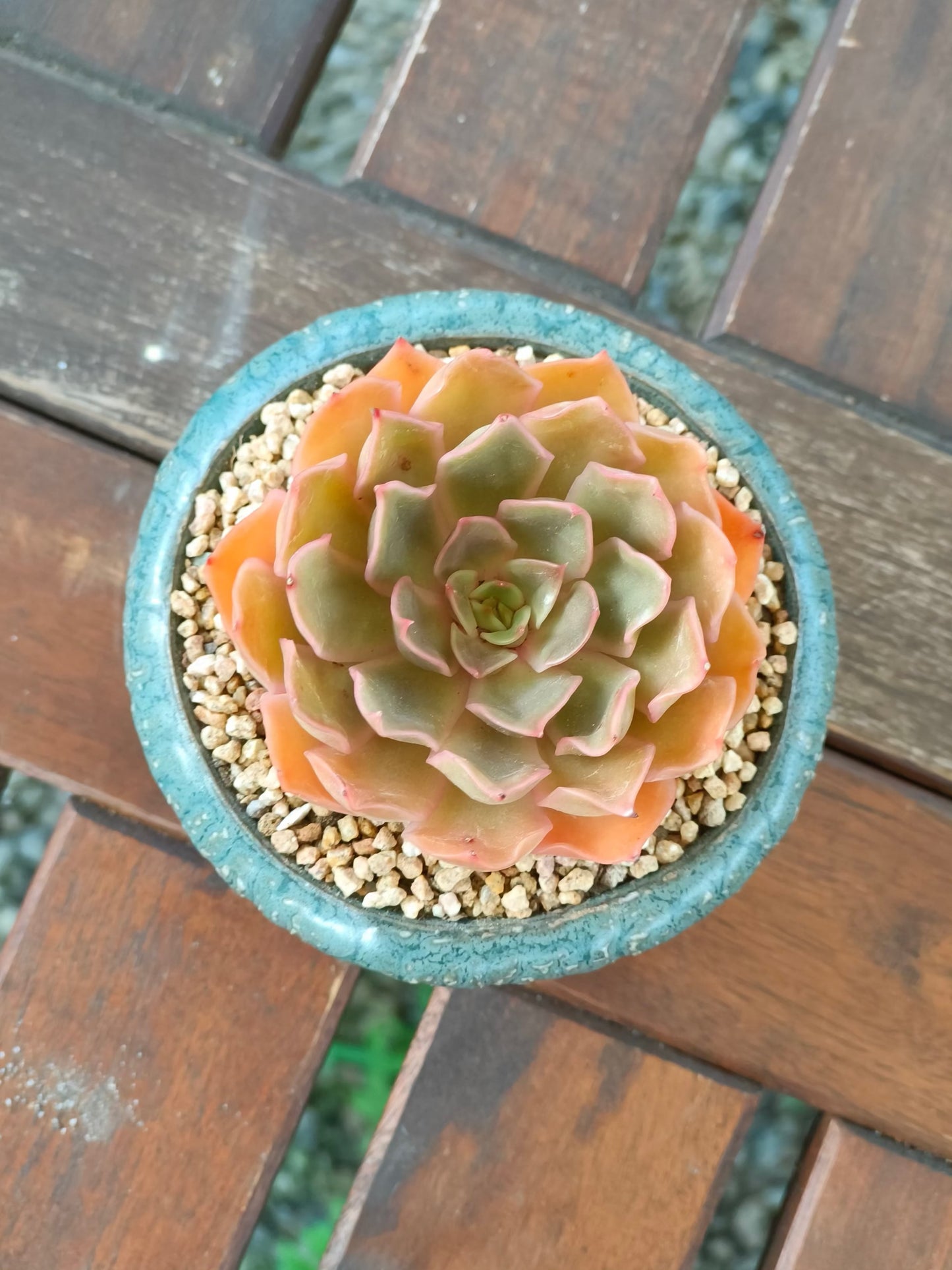 Succulent Rustica Ceramic Planter – Echeveria Brown Rose