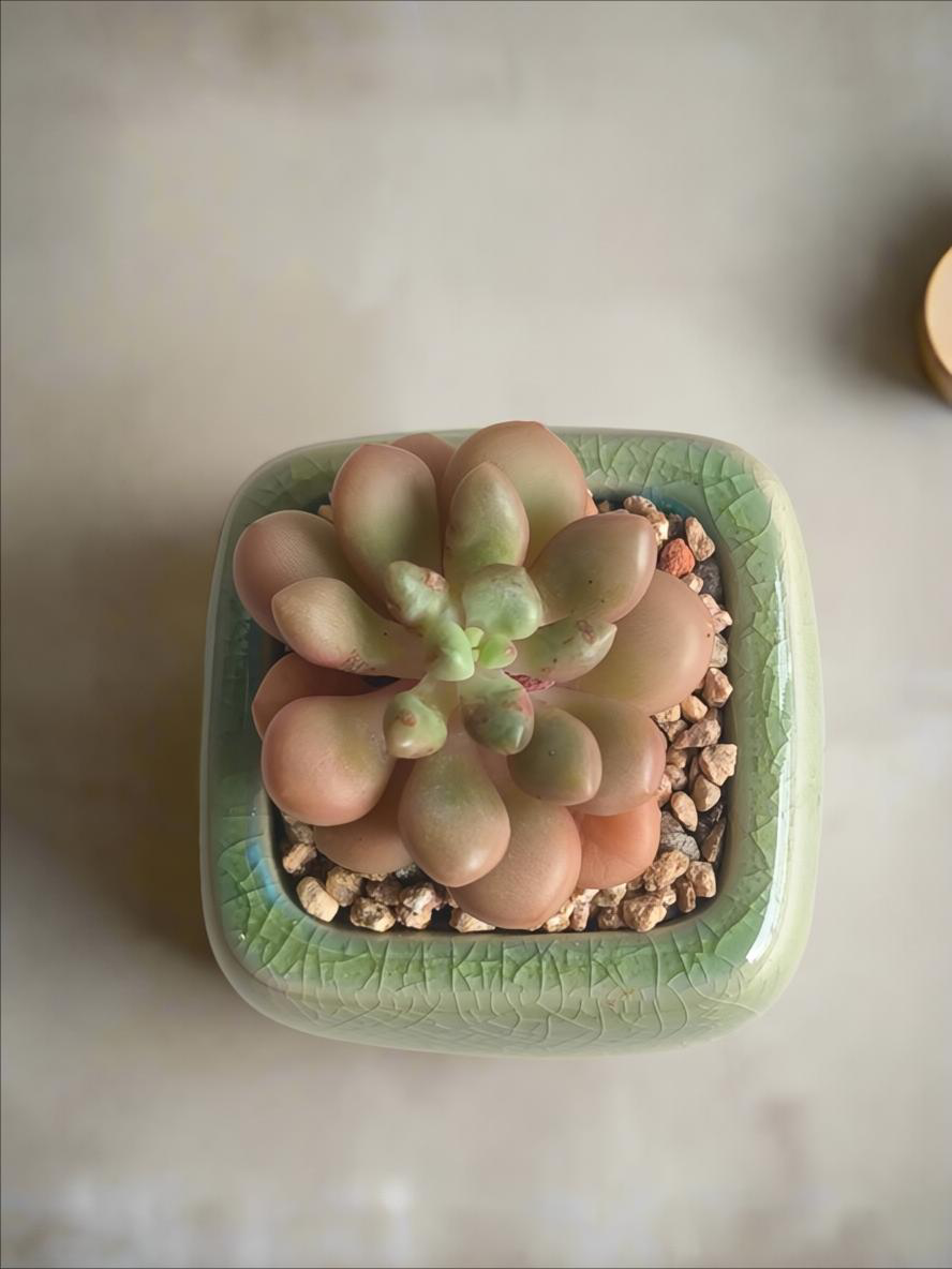 Succulent Mini Serene Square – Graptopetalum 'Mirinae'