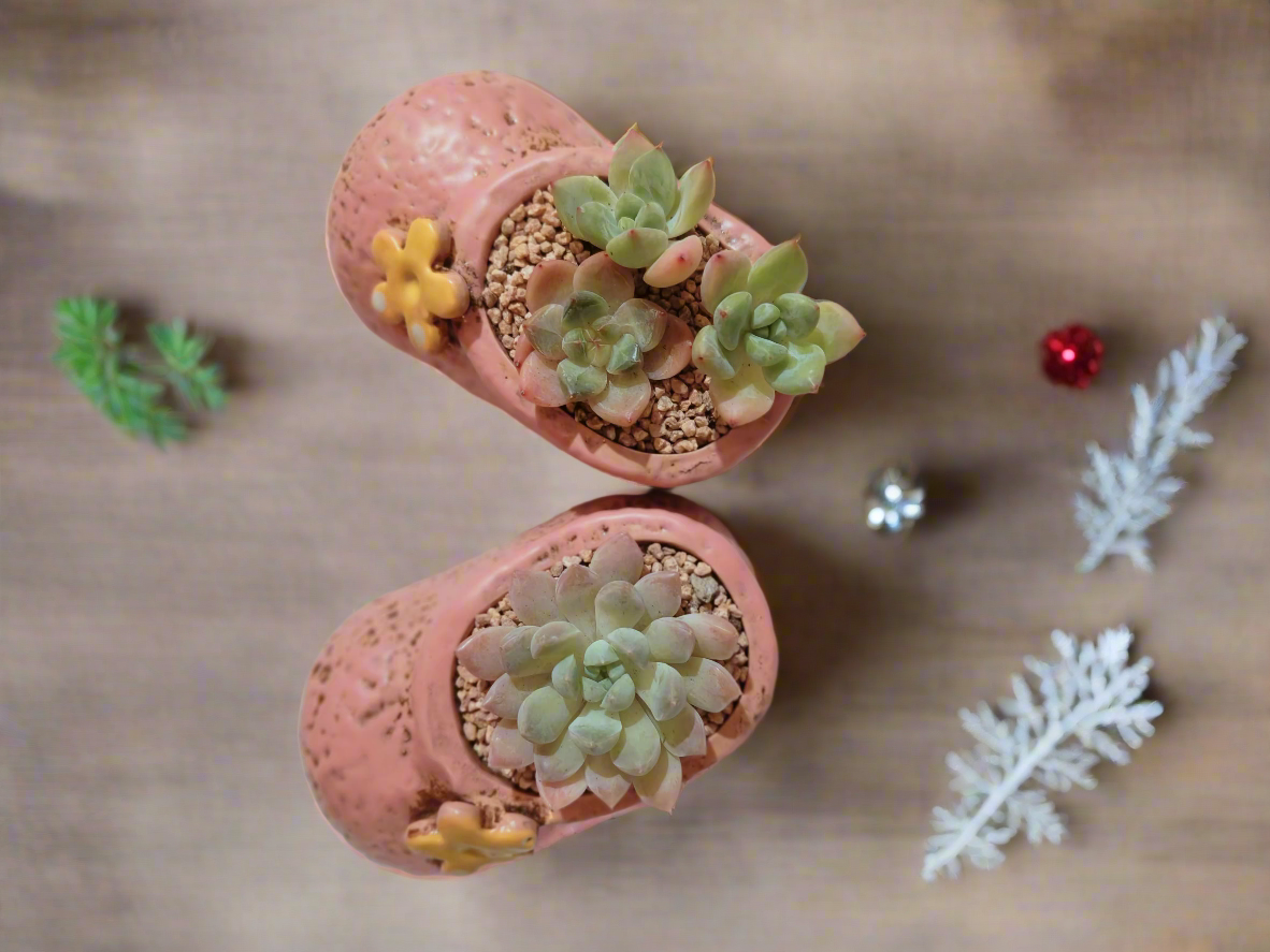 Succulent Mary Jane Charm Pastel Pink – Pachyphytum Cream Beauty - SlowBloomGreens