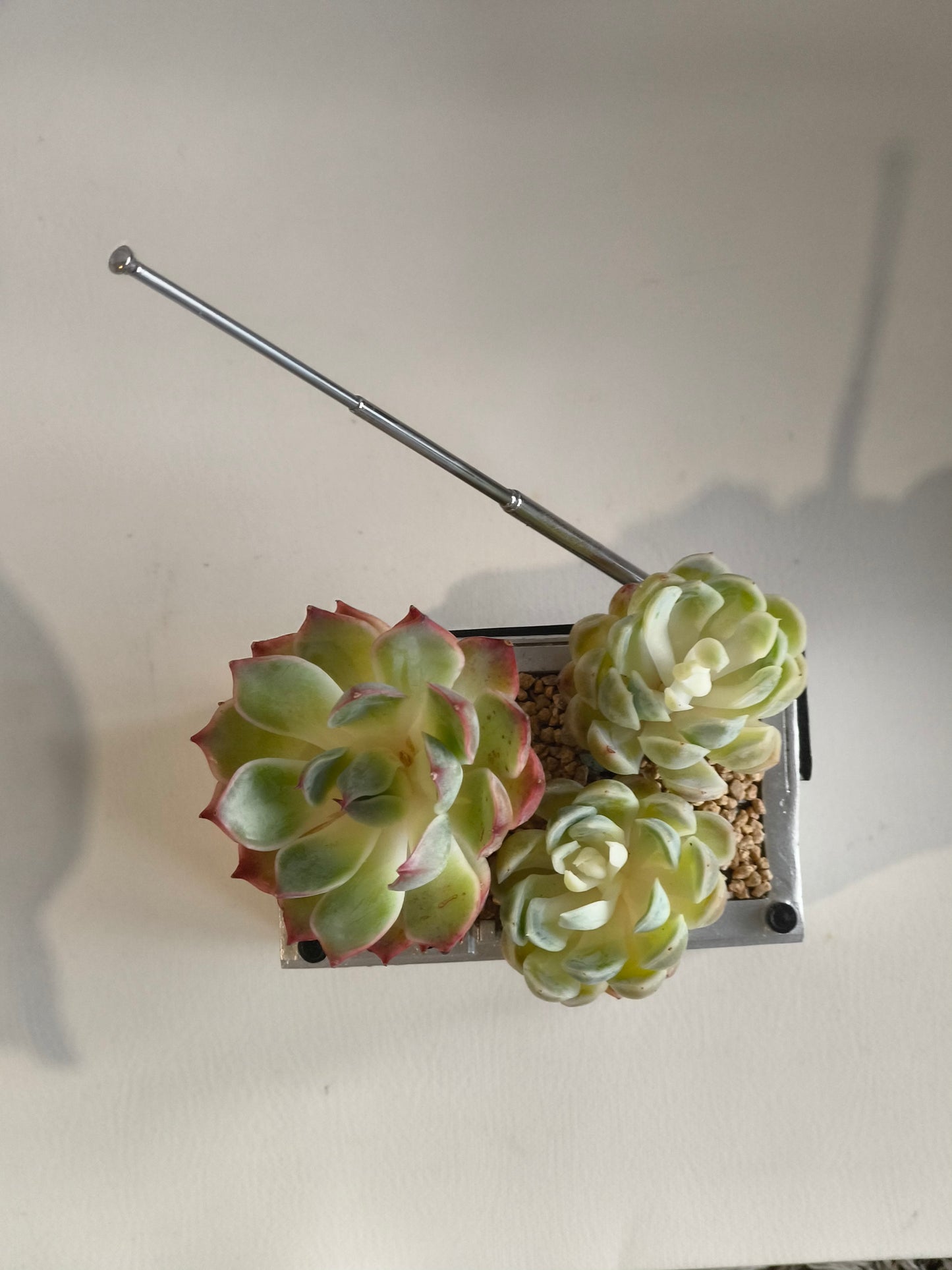 Succulent Retro Boombox – Succulent Arrangement