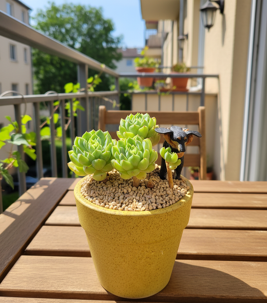 Succulent Speckled Terracotta Yellow Planter (with dauchund) – Echeveria Chilli & Lime
