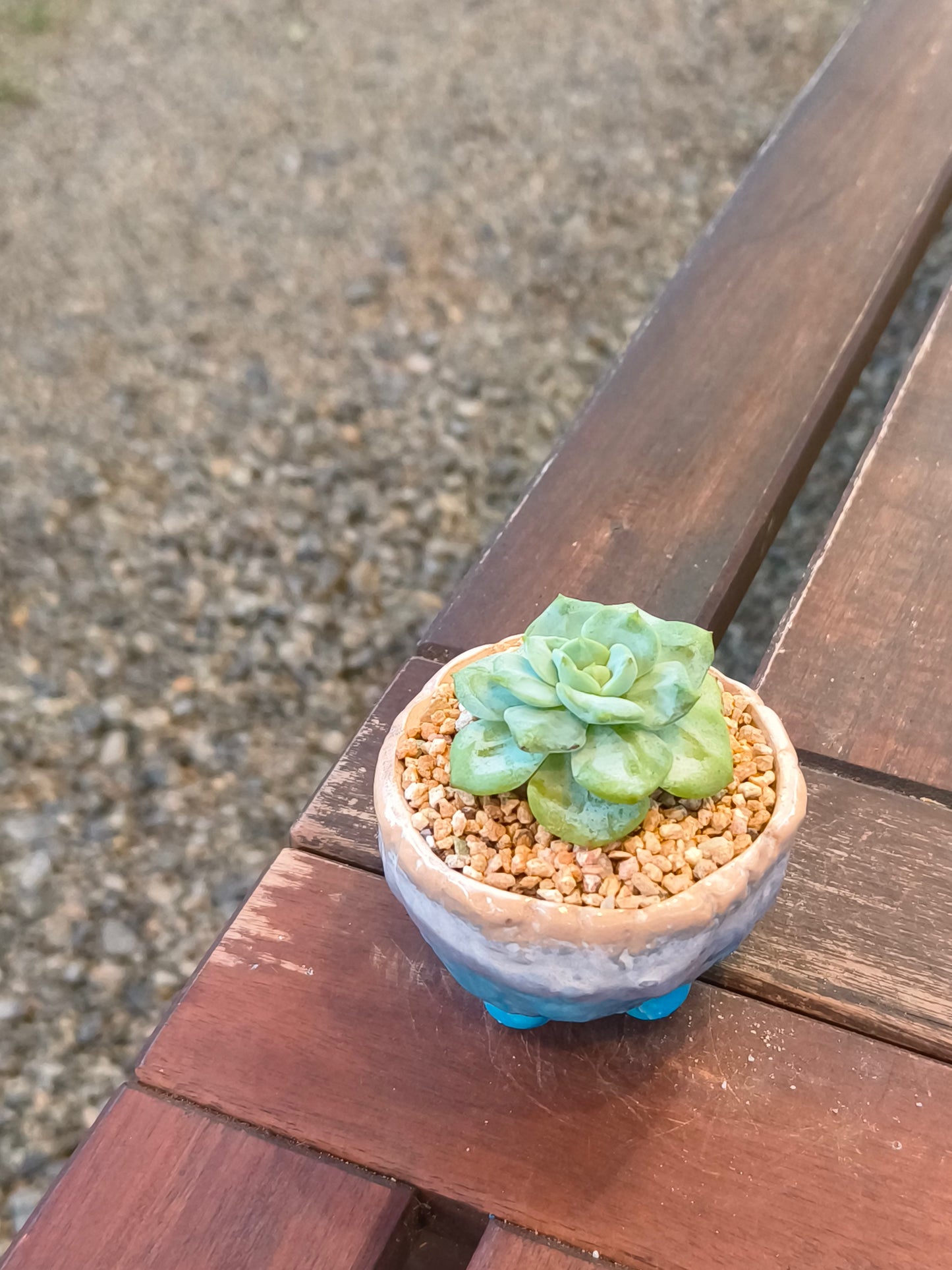 Succulent Peach-Teal Ombre Gloss Mini Planter – Echeveria 'Ice Green'