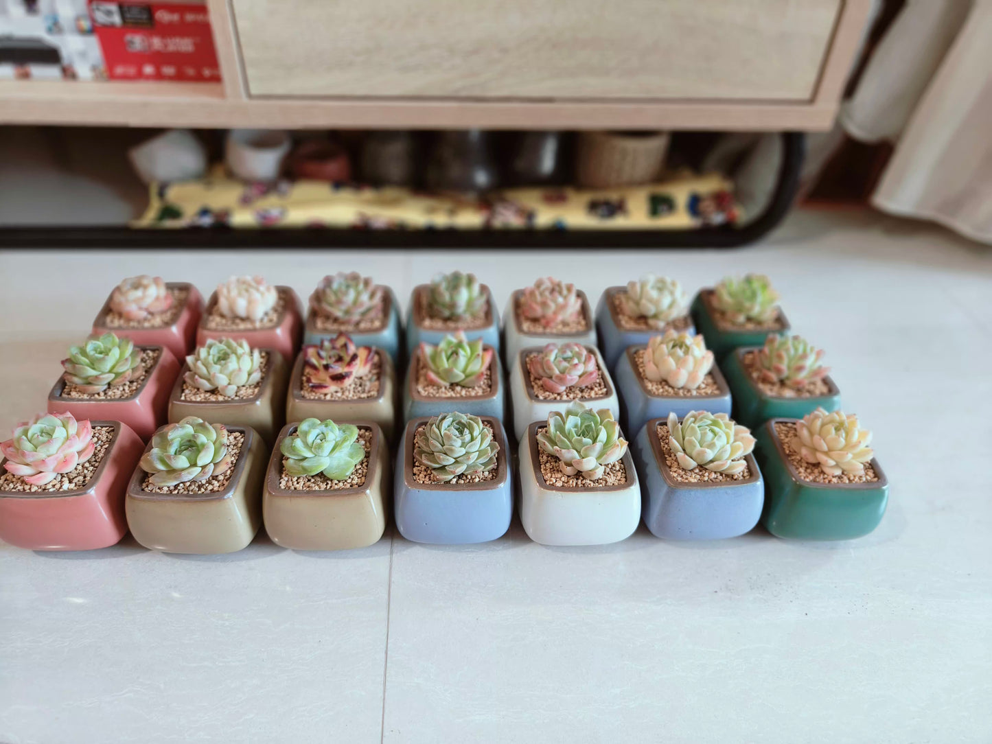 Succulent Serene Square Pots- Gift Favors (6 in a set) - SlowBloomGreens