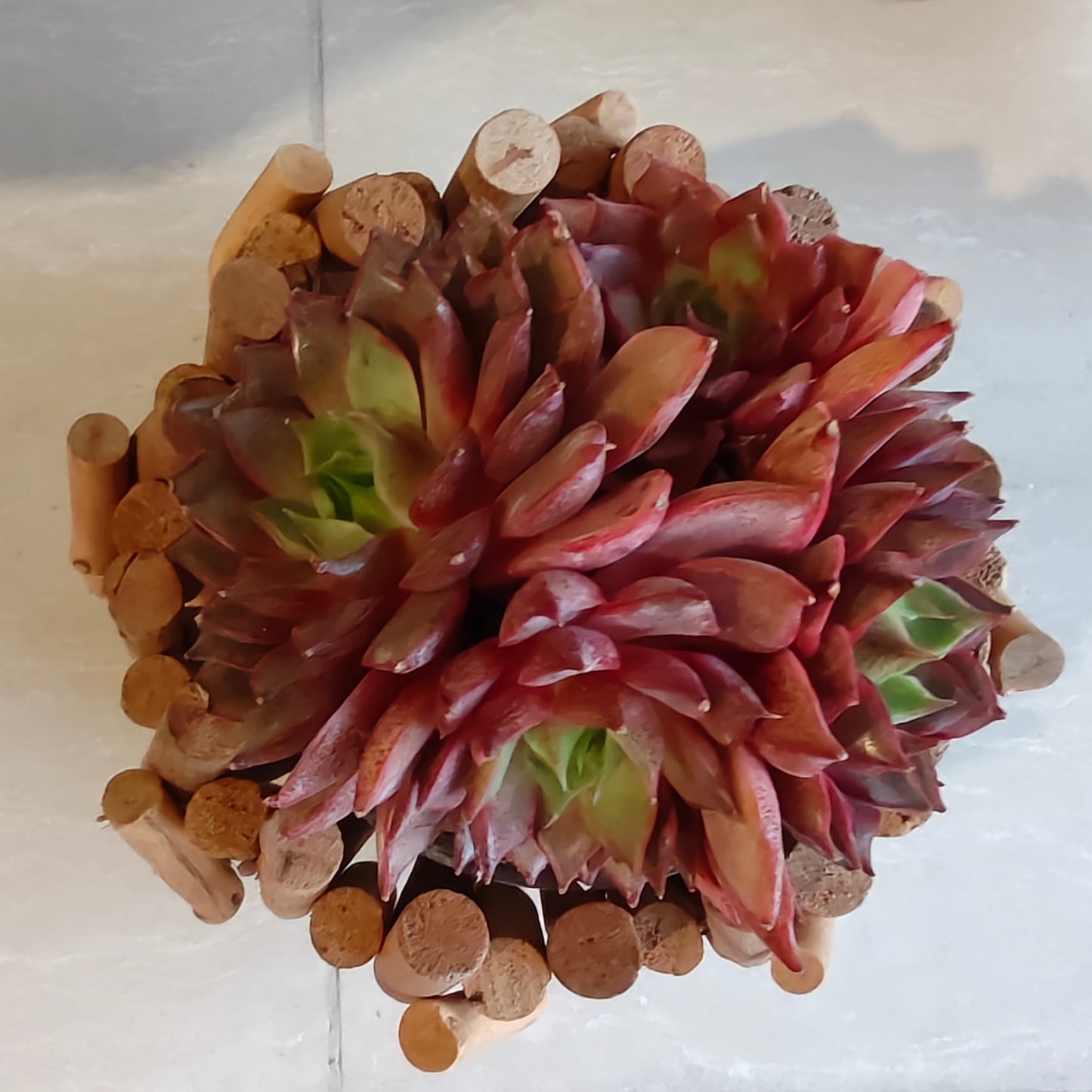 Succulent Rustic Wood Log Planter β Echeveria Agavoides (4-Headed Cluster) - SlowBloomGreens