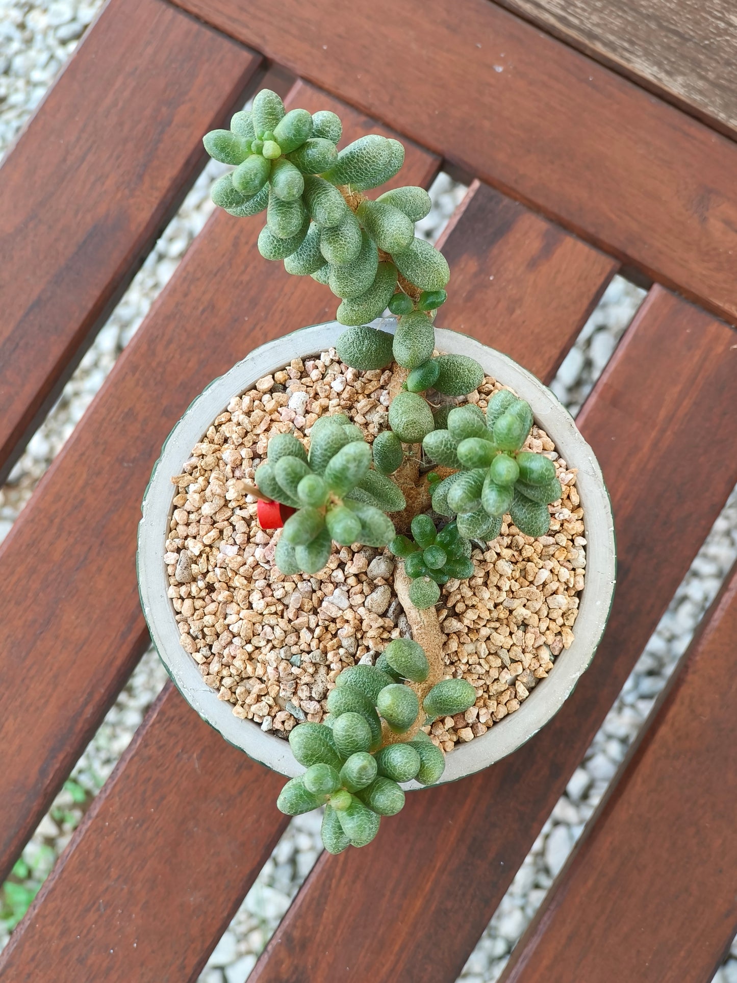 Succulent Whispering Leaves Planter – Sedum Hernandezii *Rare