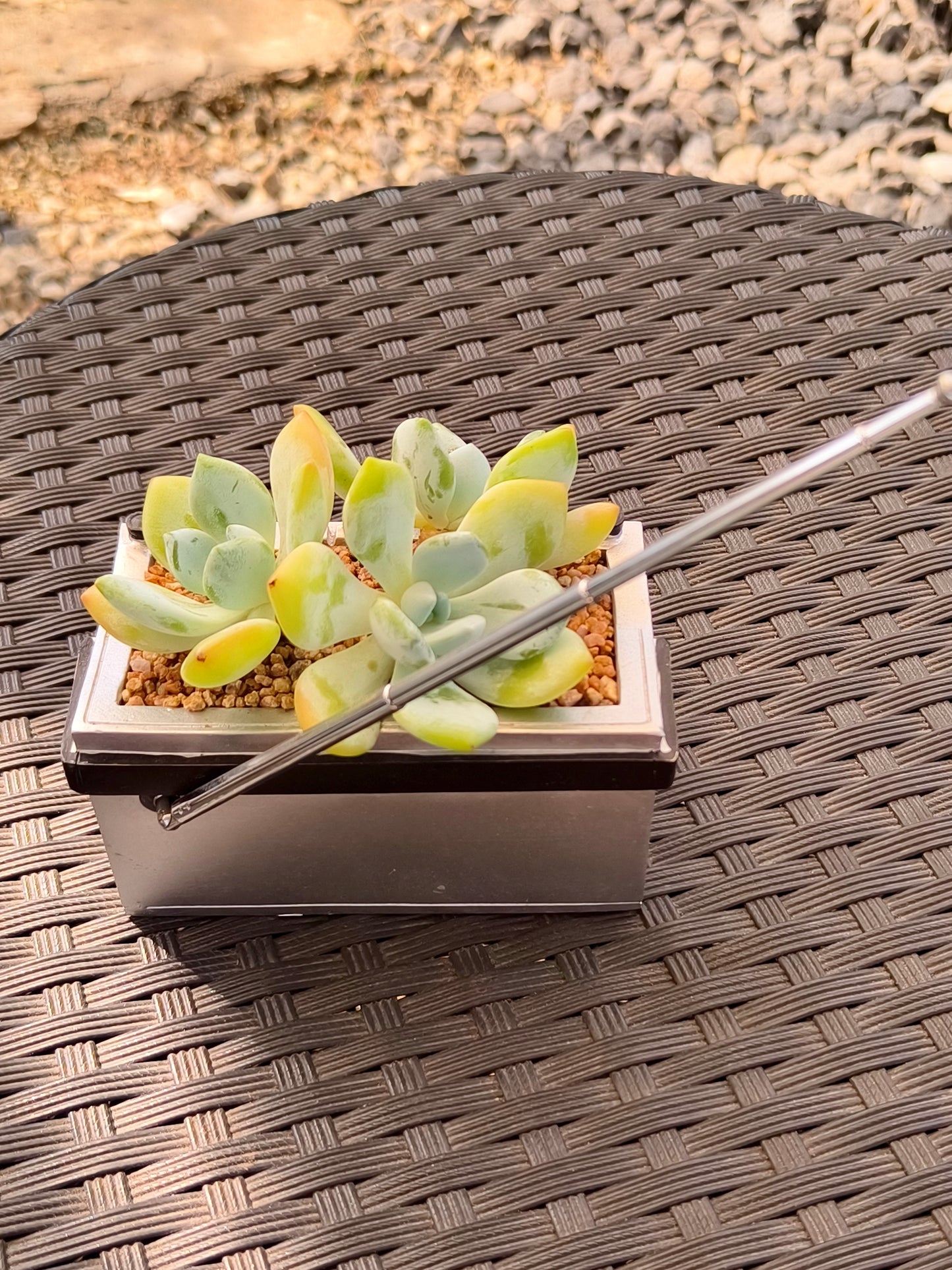 Succulent Retro Boombox – Echeveria Hybrid