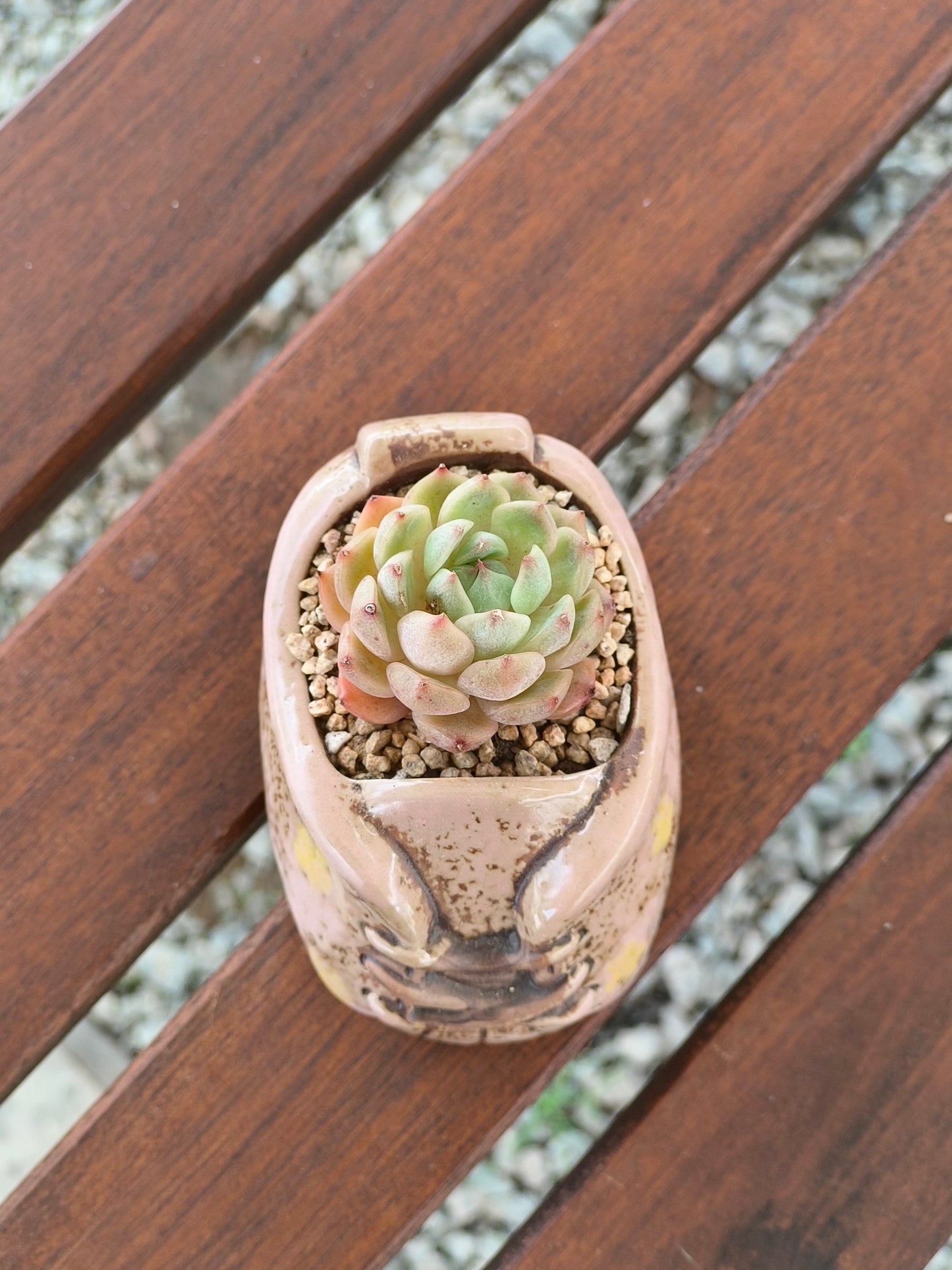 Succulent Laced-Up Soft Pink Charm Pot – Echeveria Elegans