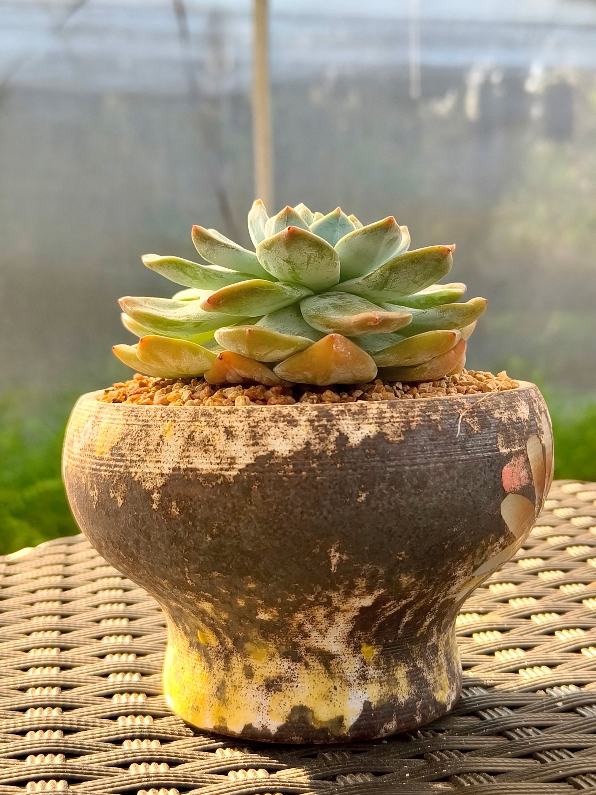 Succulent Moonlit Bloom Planter – Desert Gold with Echeveria Orange Monroe - SlowBloomGreens