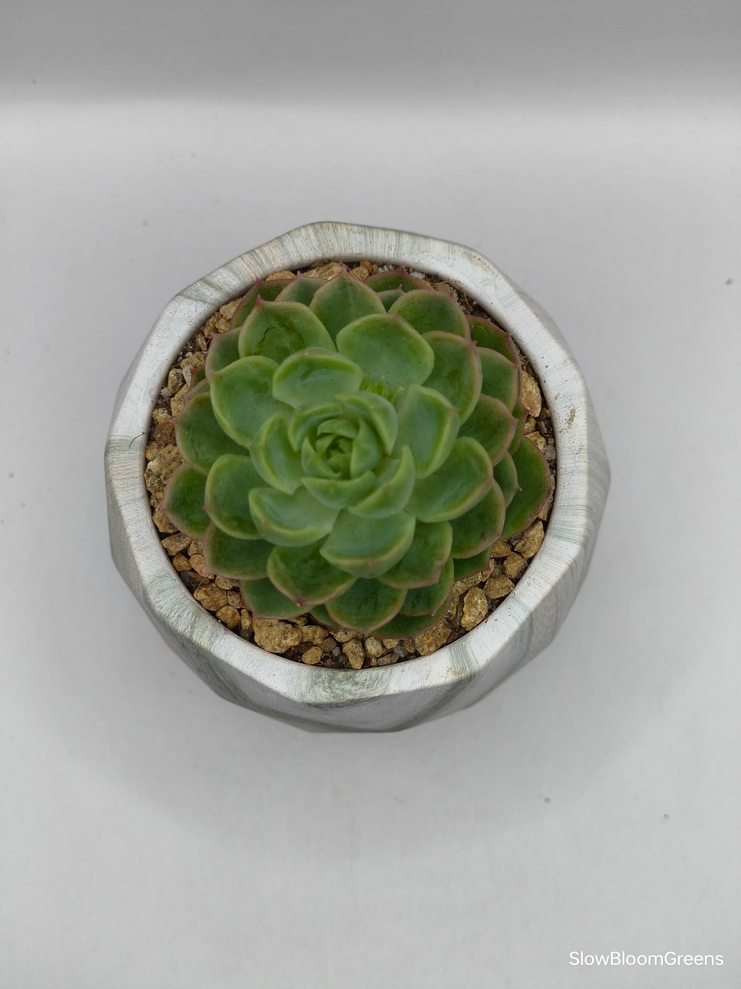 Succulent Classic Marble Earth Green Moss - SlowBloomGreens