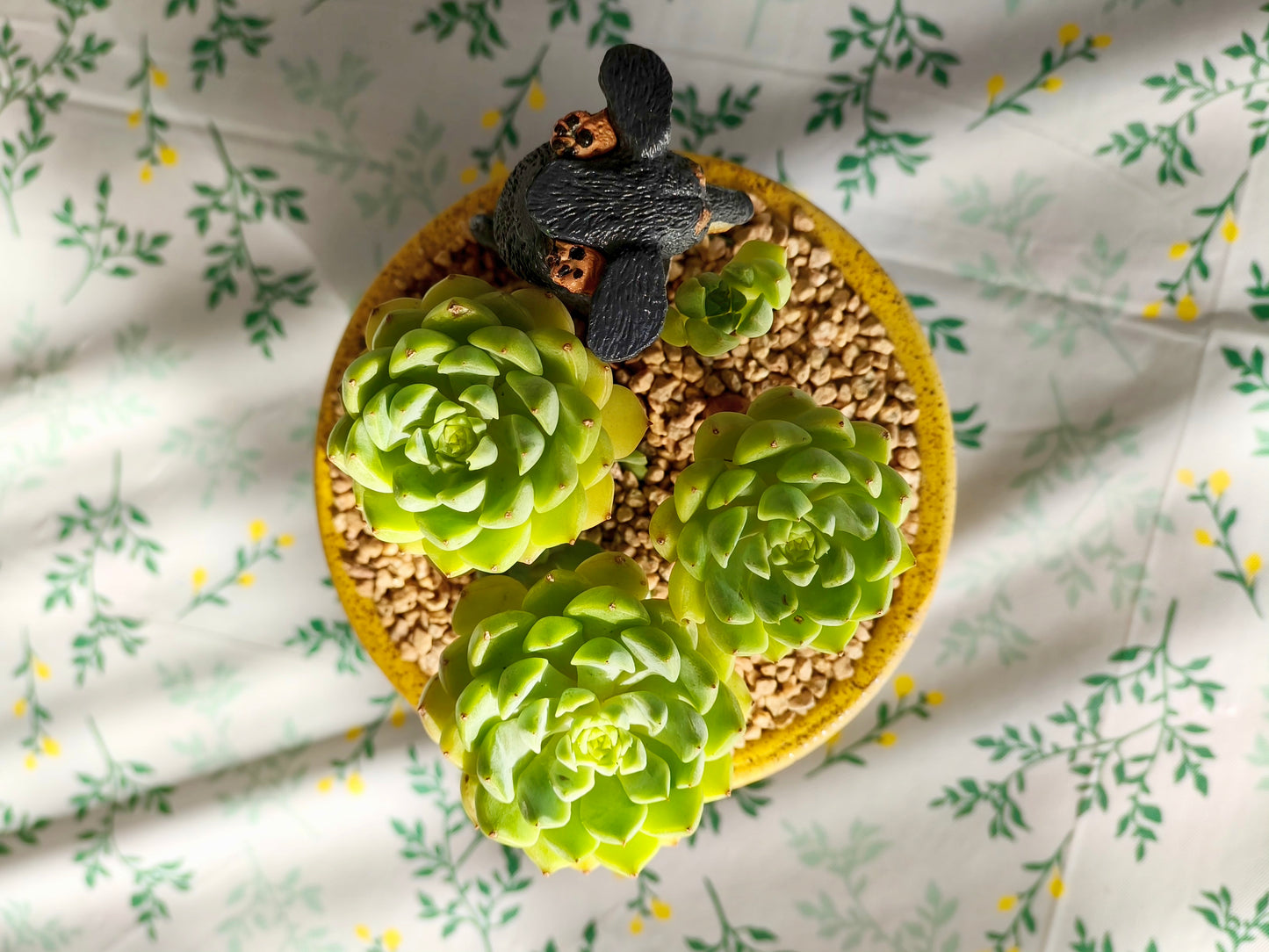 Succulent Speckled Terracotta Yellow Planter (with dauchund) – Echeveria Chilli & Lime