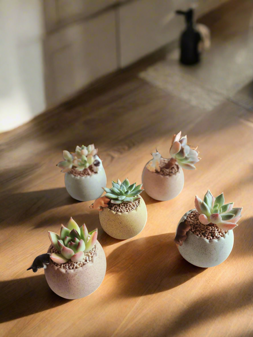 Succulent Egg Planter - Gift Favors (12 pack) - SlowBloomGreens