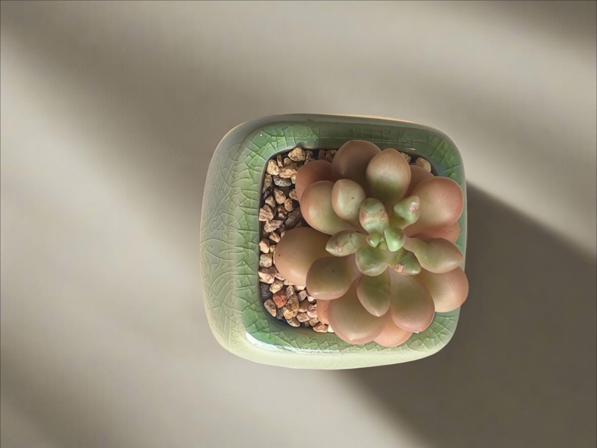 Succulent Mini Serene Square – Graptopetalum 'Mirinae'