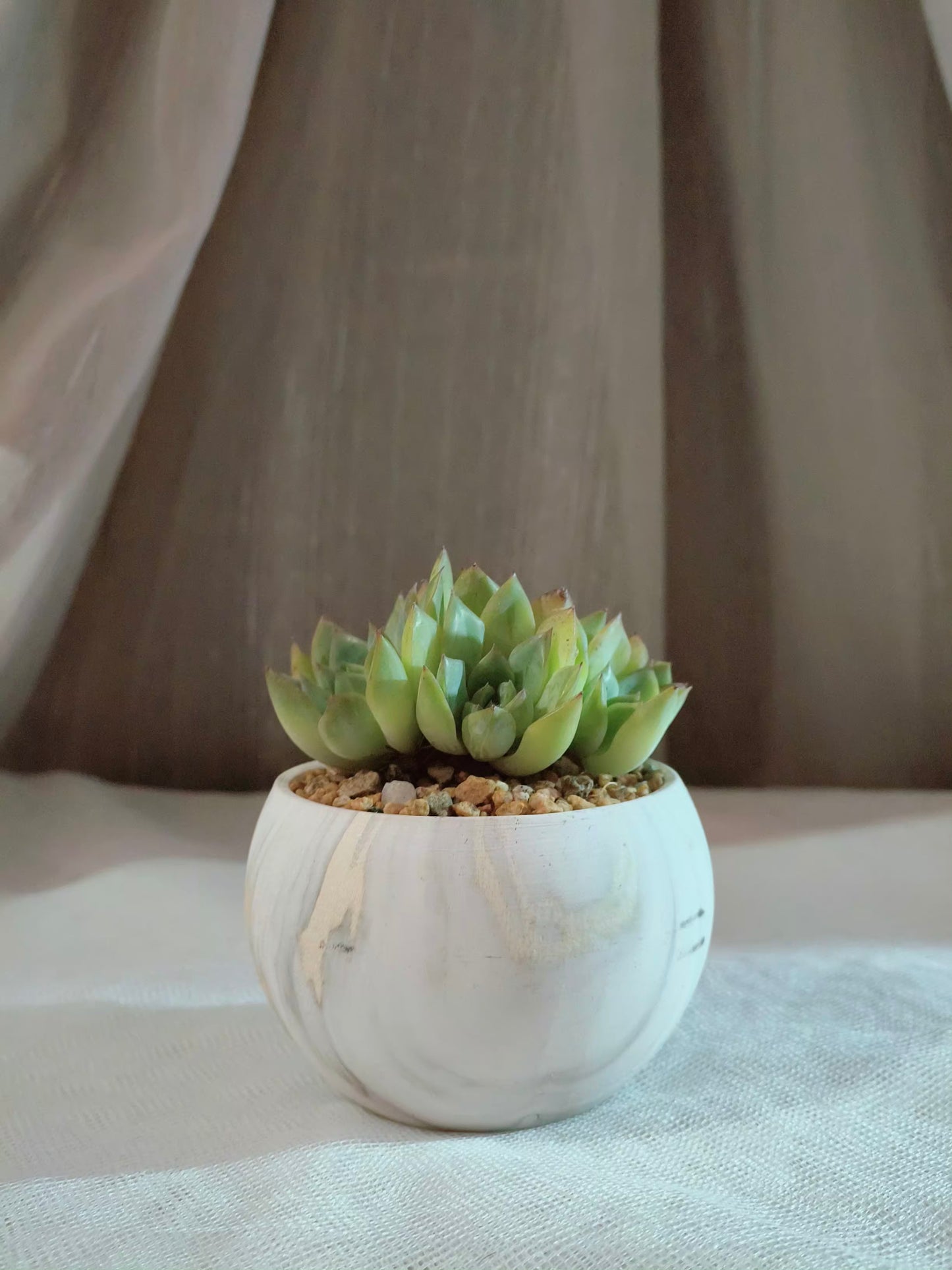 Succulent Elegant Round Gold Pot – Echeveria Mexican Ball - SlowBloomGreens