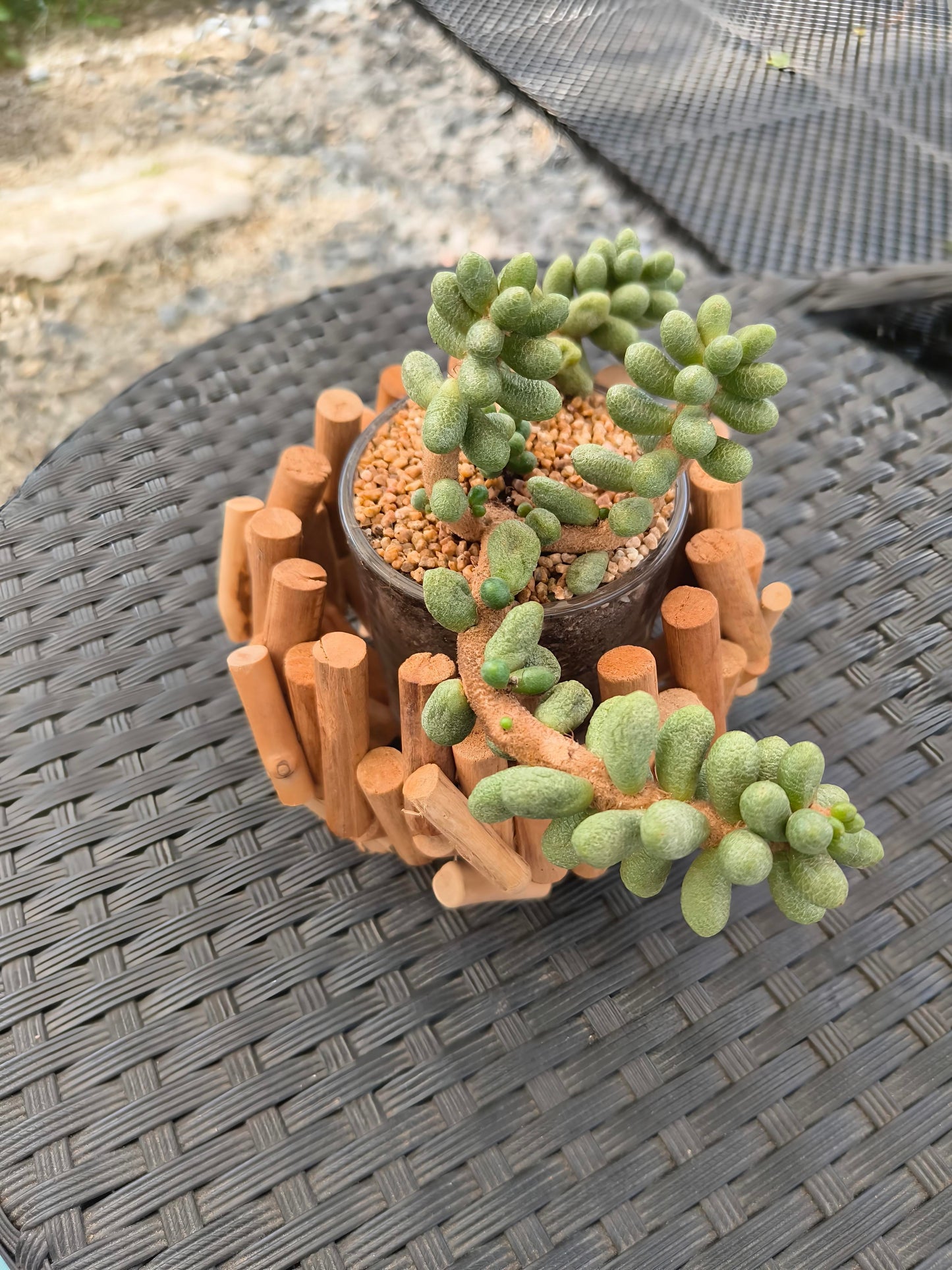 Succulent Quiet Grove Planter – Sedum Hernandezii *Rare