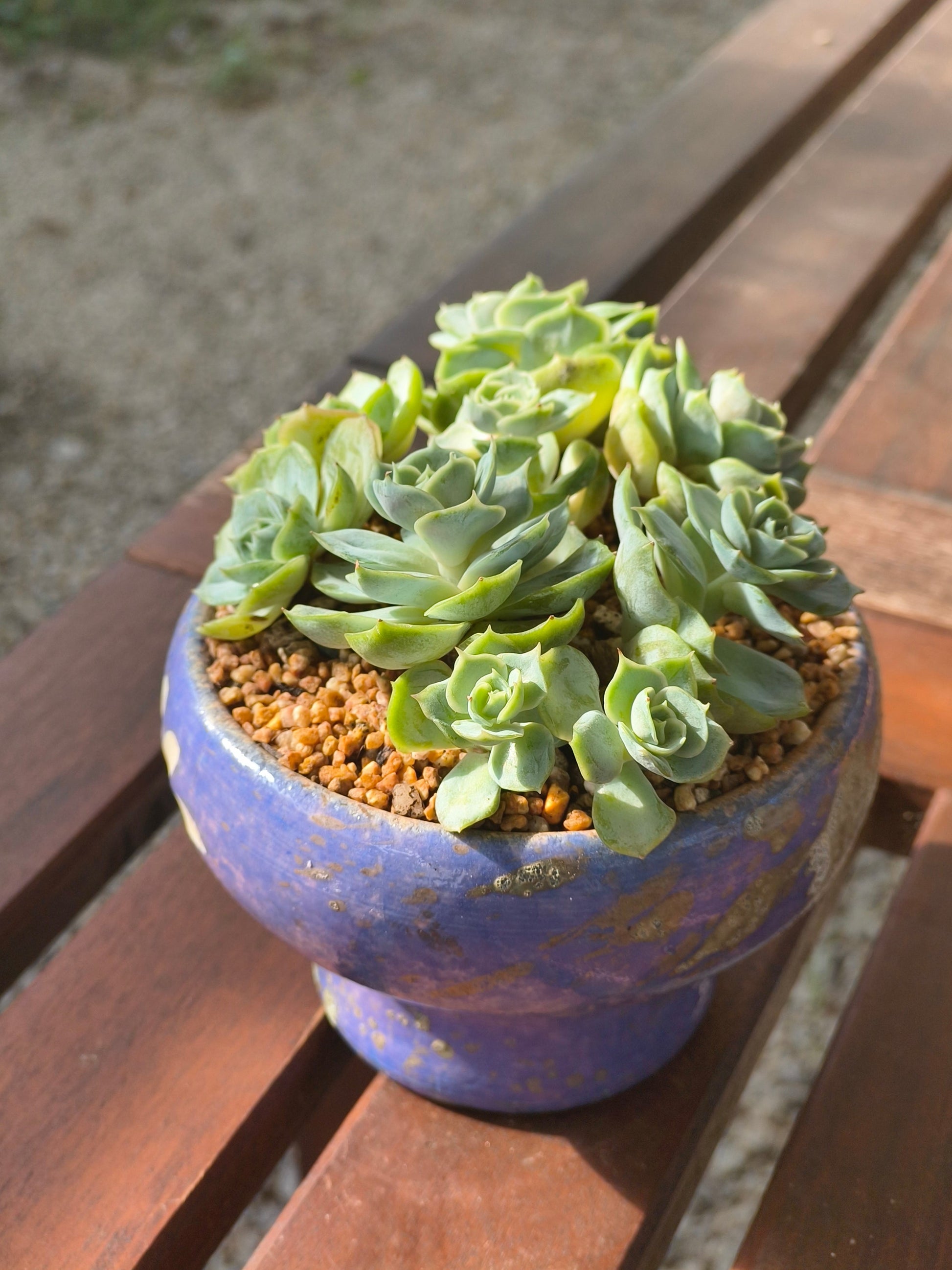 Succulent Moonlit Bloom Planter – Periwinkle Blue with Echeveria 'Blue Surprise' - SlowBloomGreens