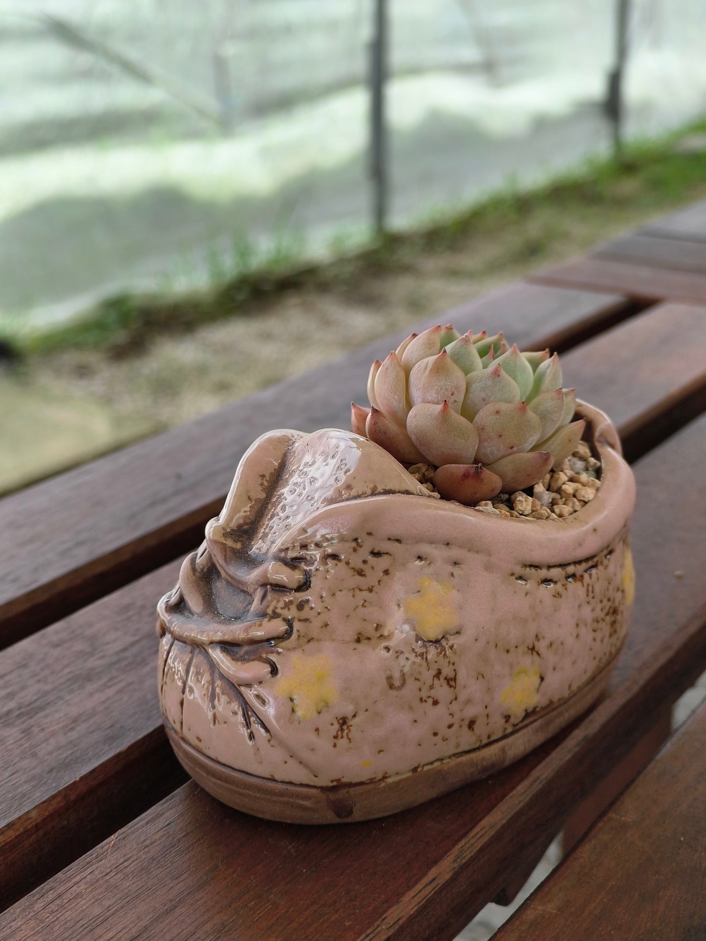 Succulent Laced-Up Soft Pink Charm Pot – Echeveria Elegans