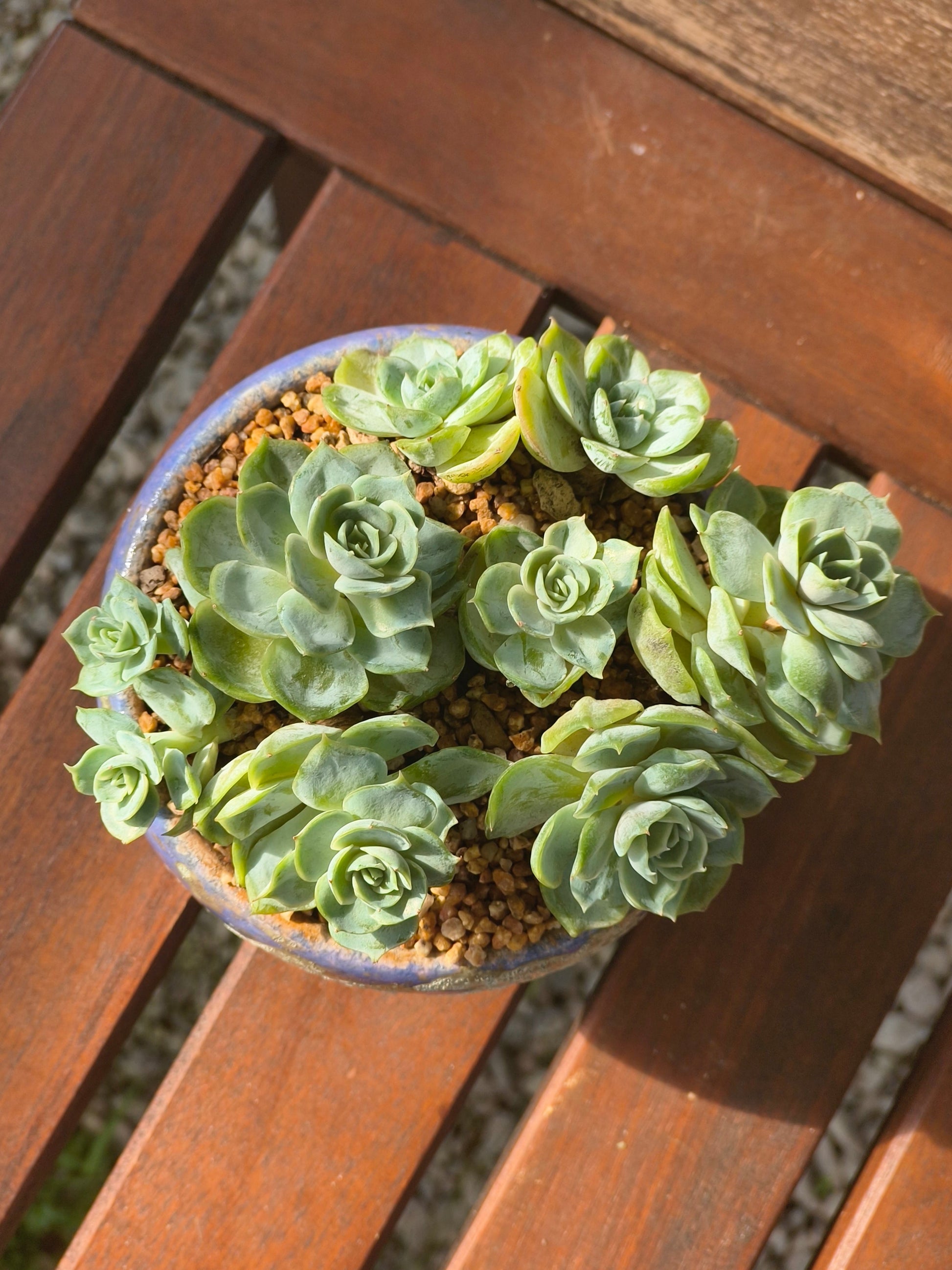Succulent Moonlit Bloom Planter – Periwinkle Blue with Echeveria 'Blue Surprise' - SlowBloomGreens