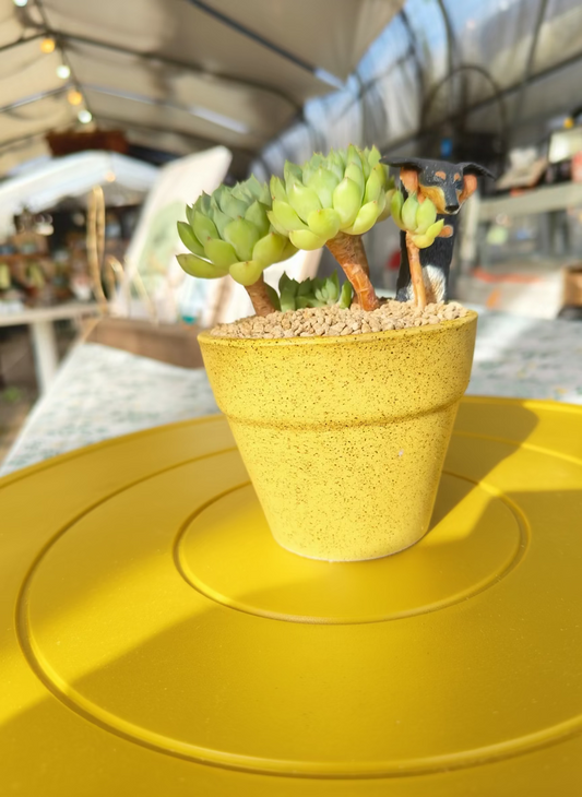 Succulent Speckled Terracotta Yellow Planter (with dauchund) – Echeveria Chilli & Lime