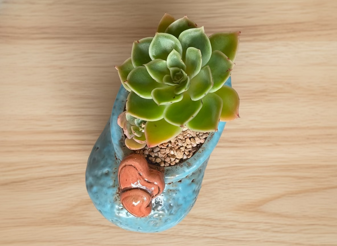 Succulent Mary Jane Charm Blue Planter – Echeveria Agavoides